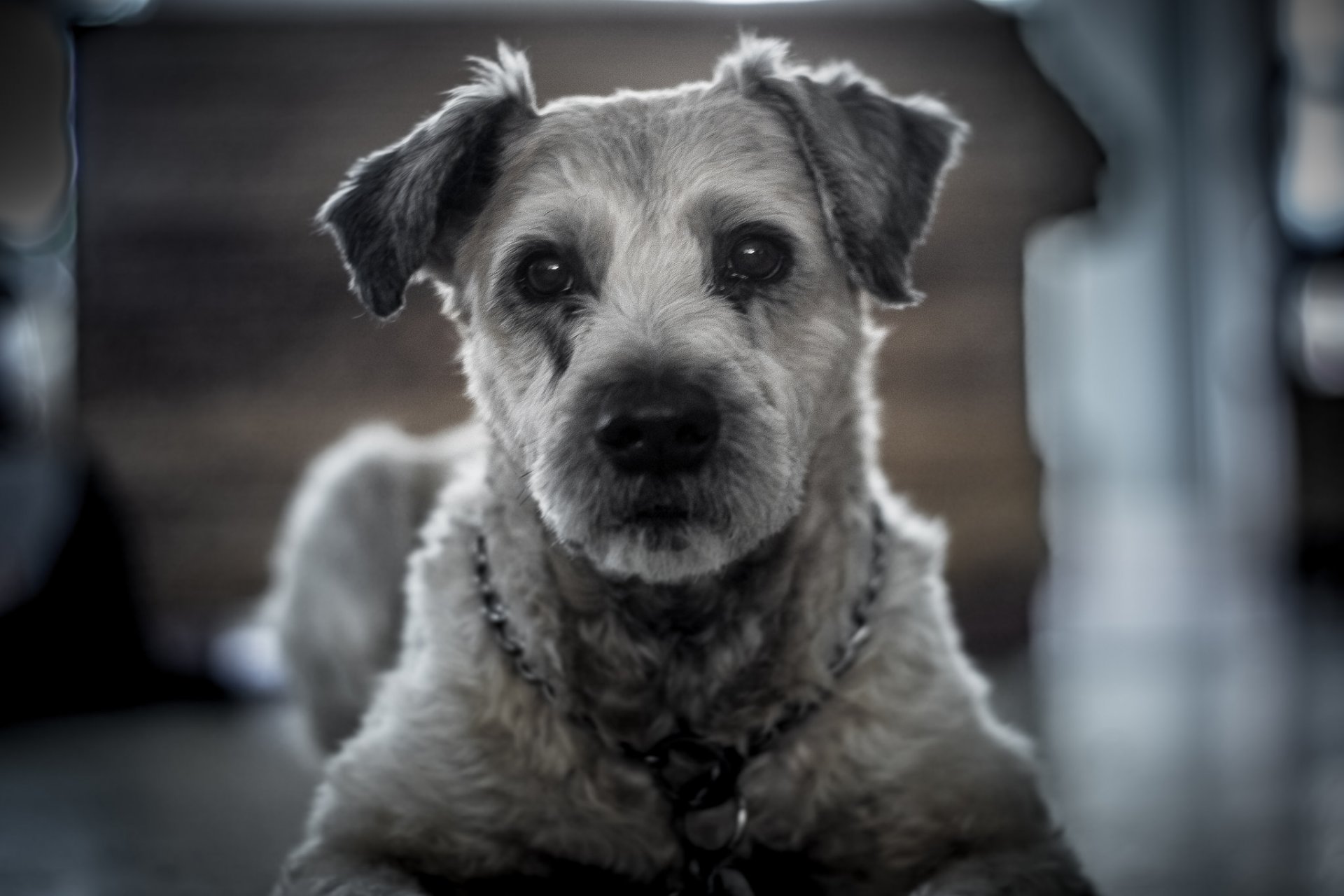 hund blick freund hintergrund