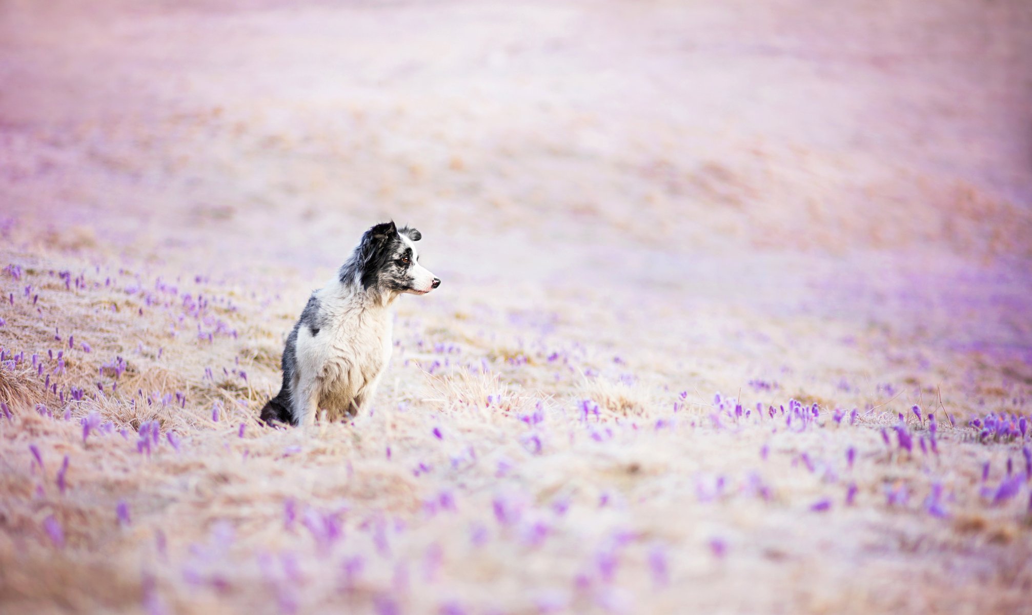 chien regard ami