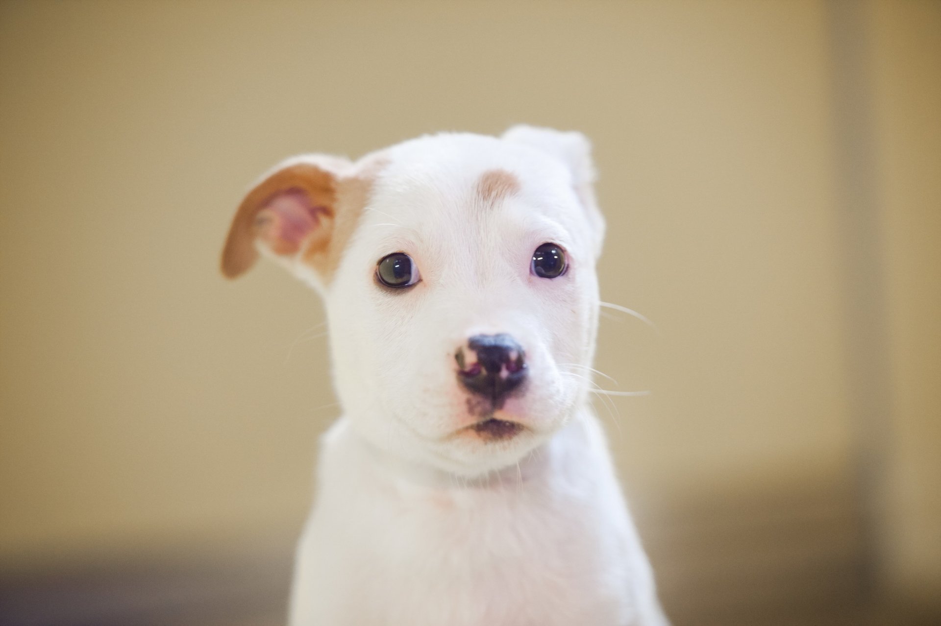perro mirada amigo
