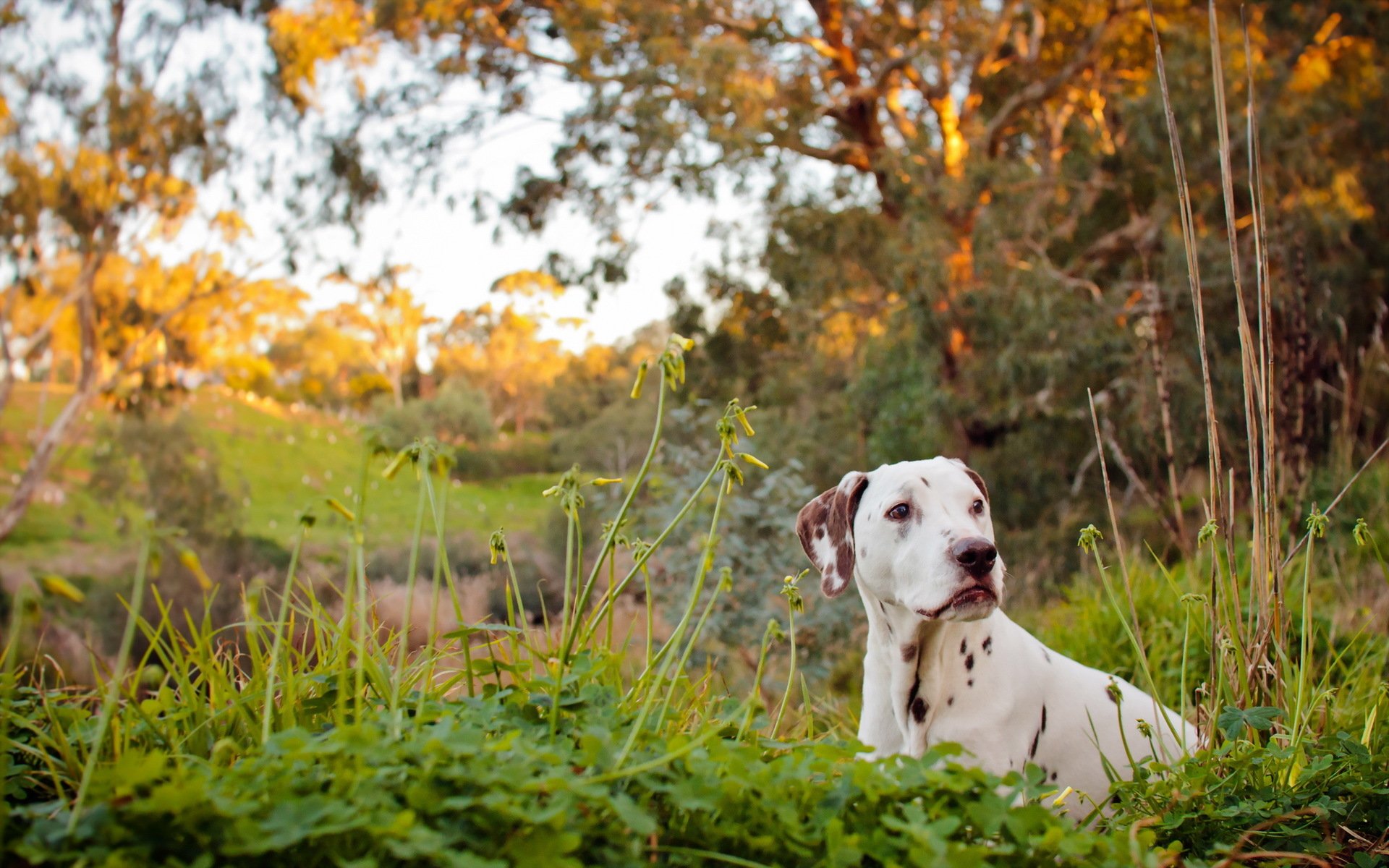 dalmatian dog river