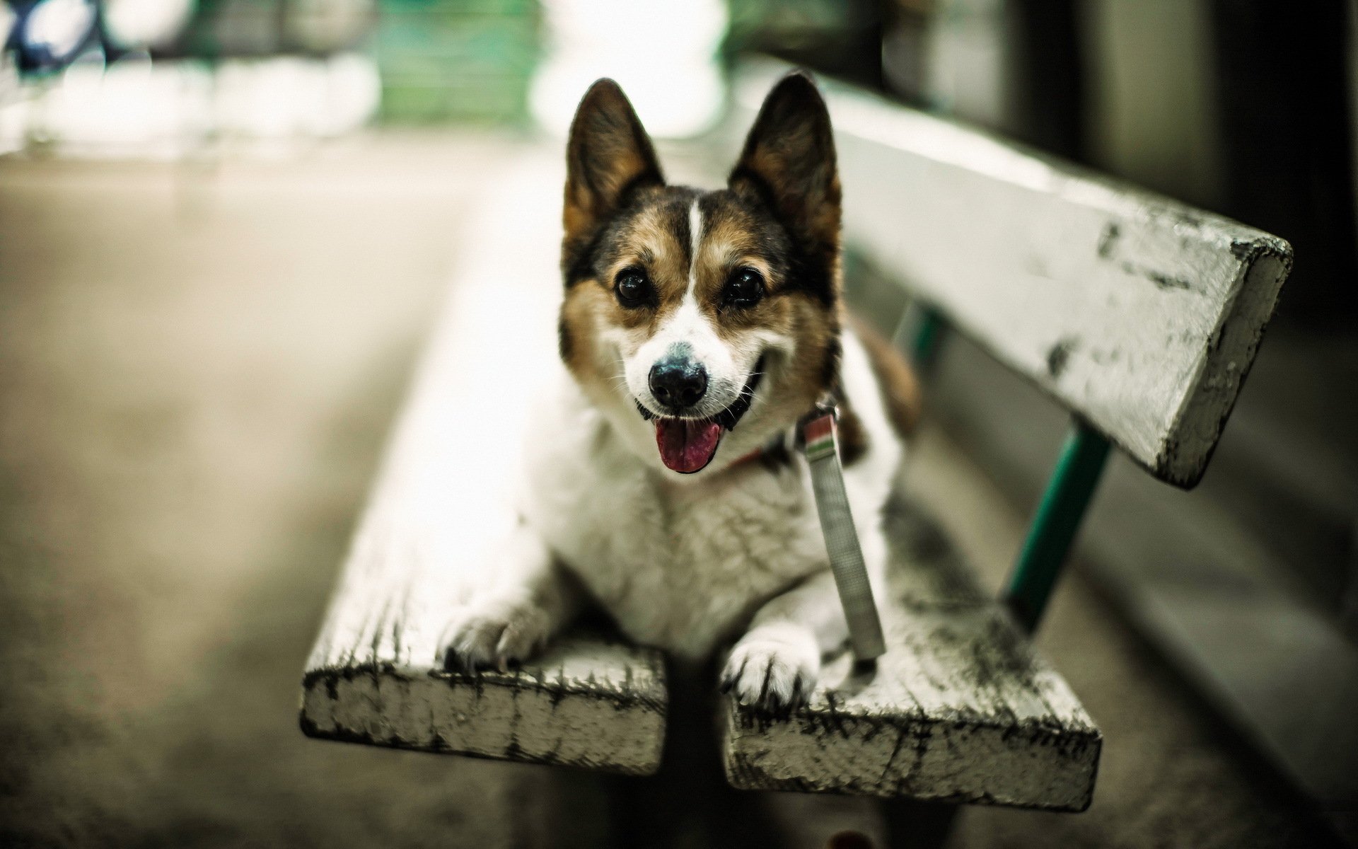 hund freund bank