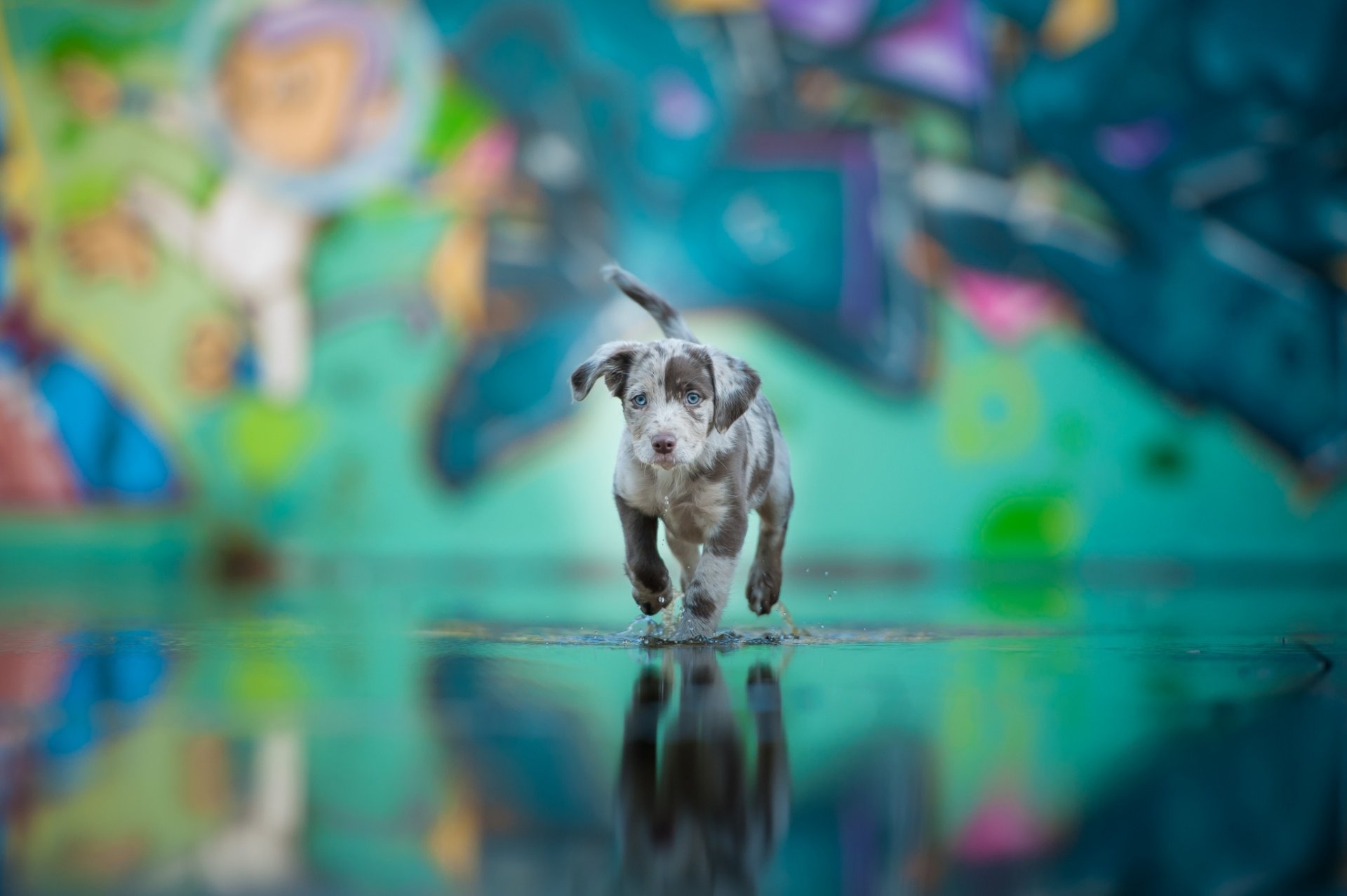 welpe hund freund farbe wasser