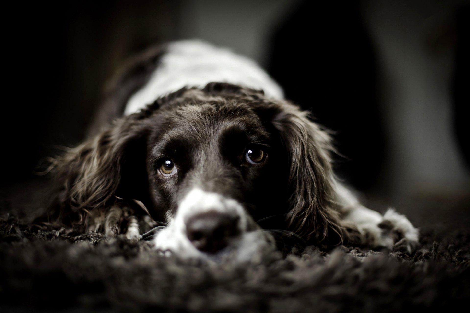 chien se trouve museau regard pattes flou