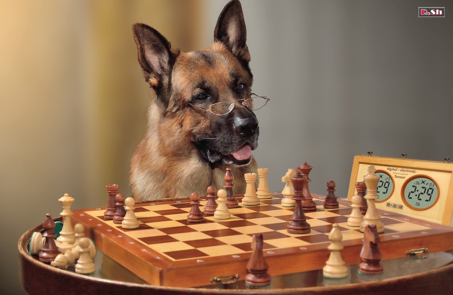 schäferhund brille schach