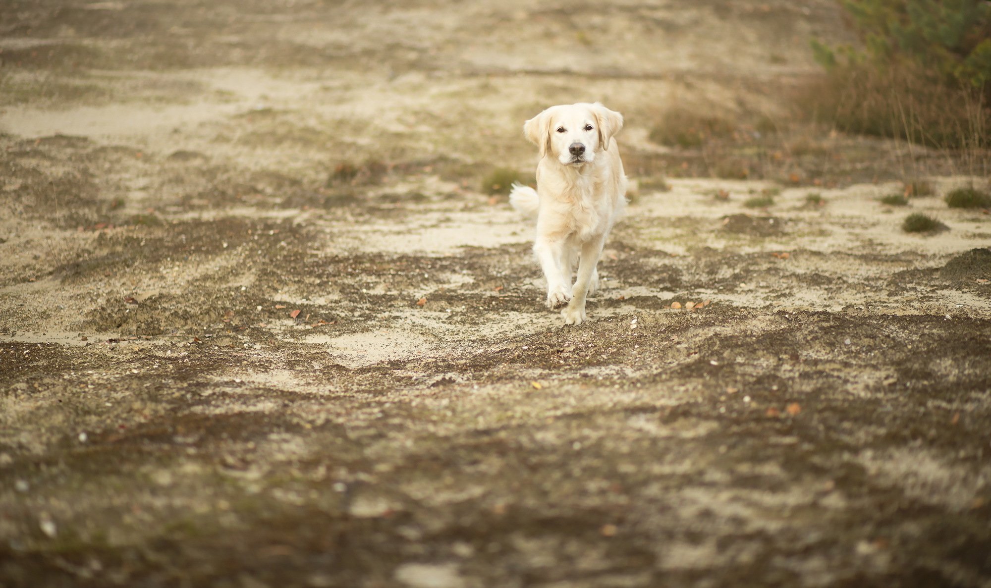 dog view other
