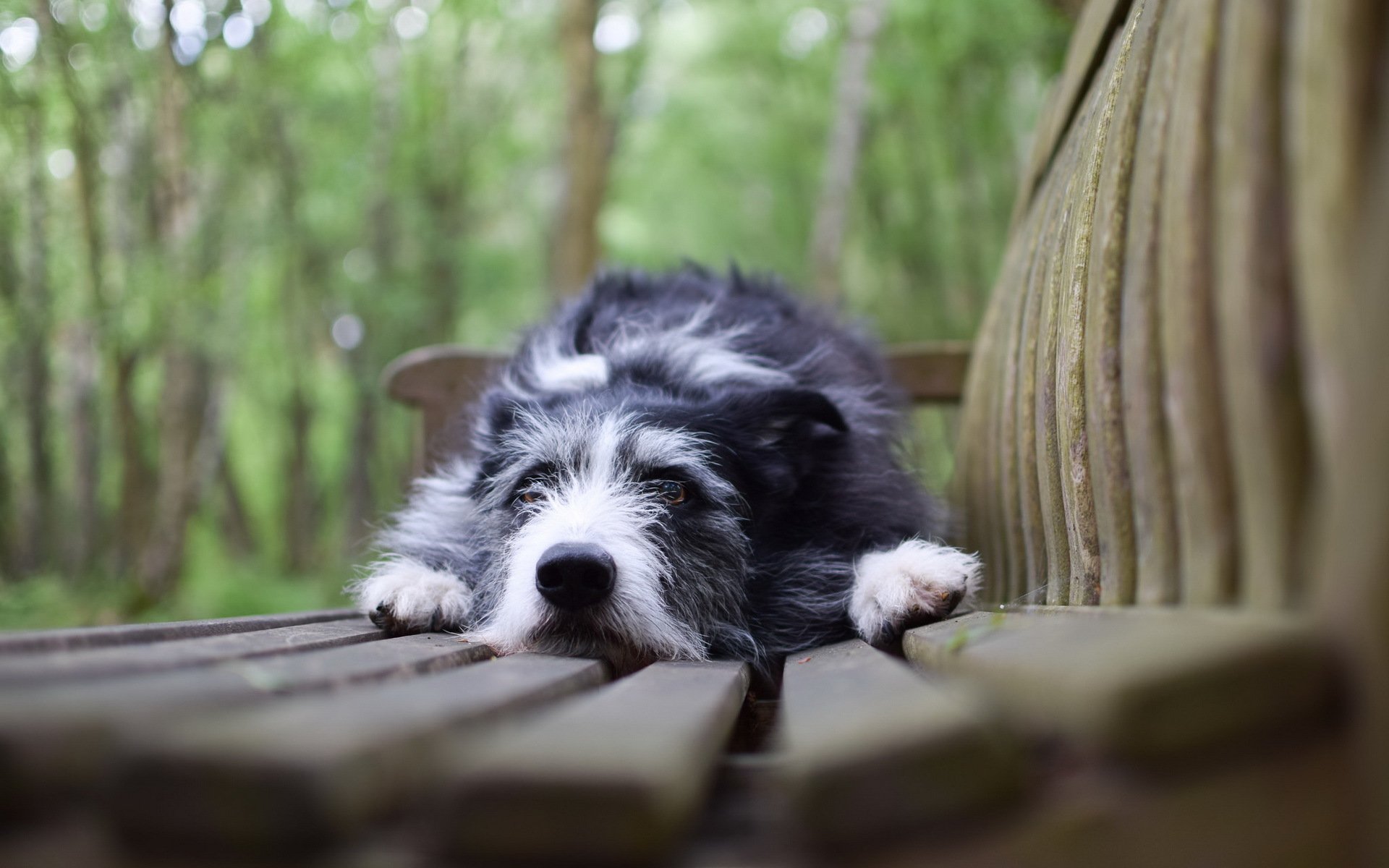 chien regard ami