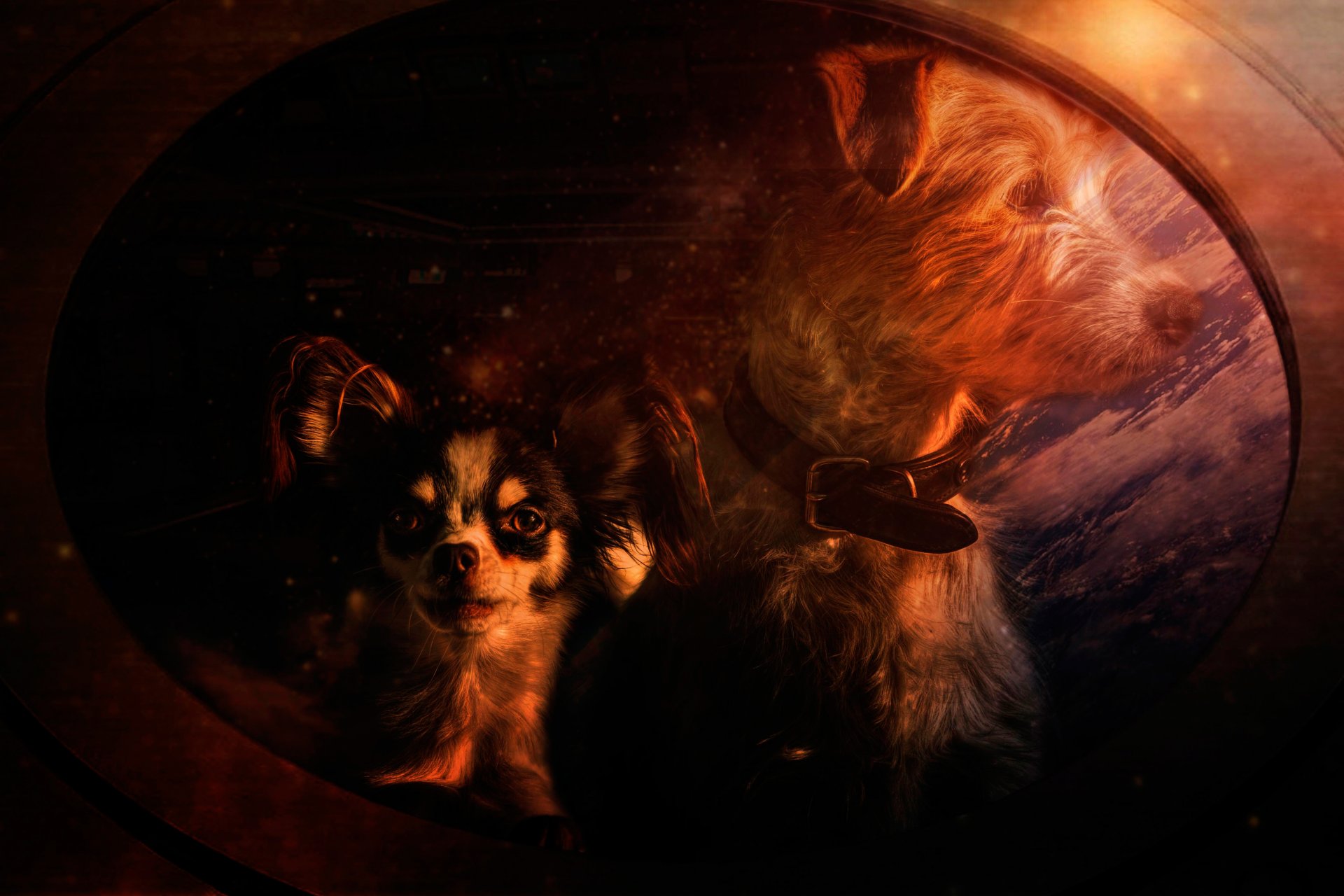 chiens miroir art
