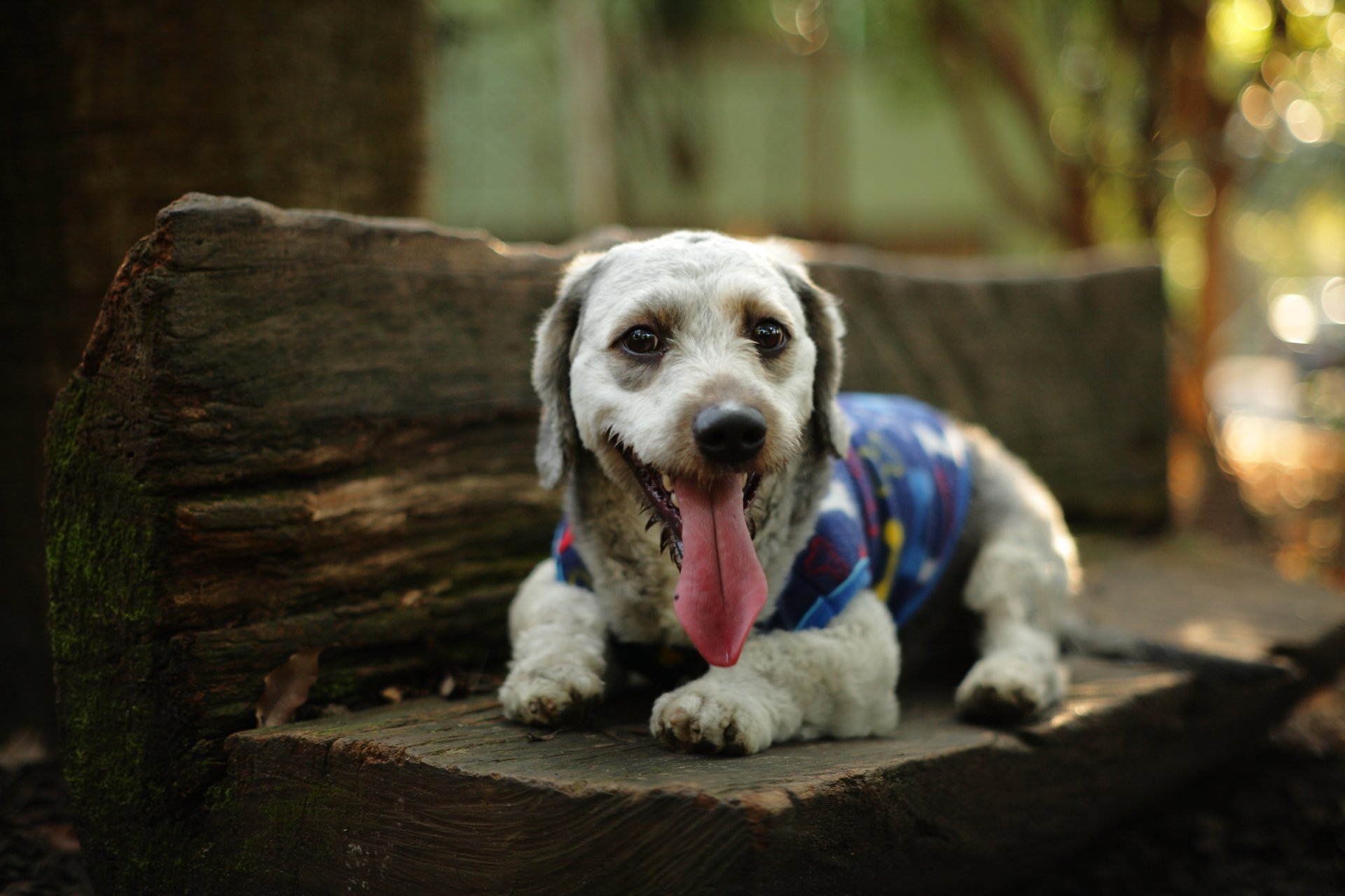 dog looking poster tongue looking bench