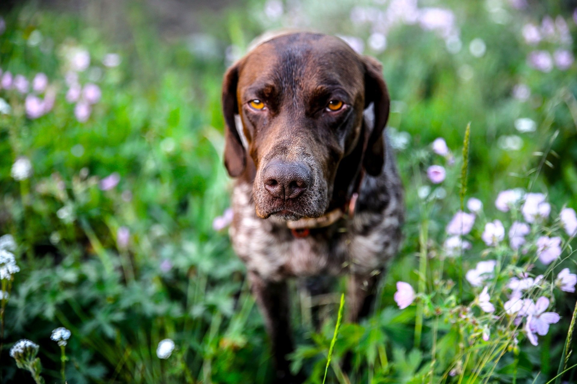 cane sguardo amico