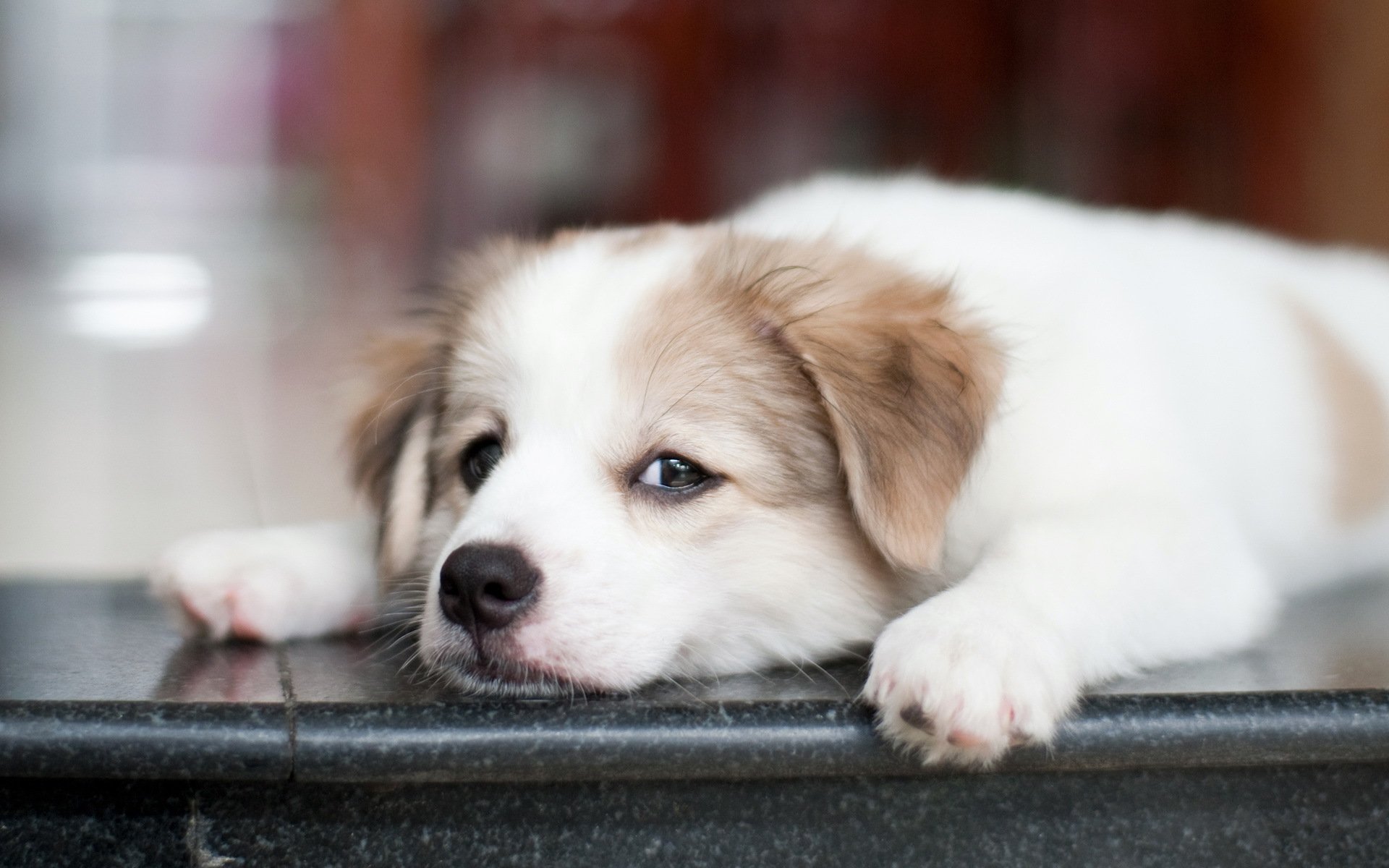 hund blick hintergrund