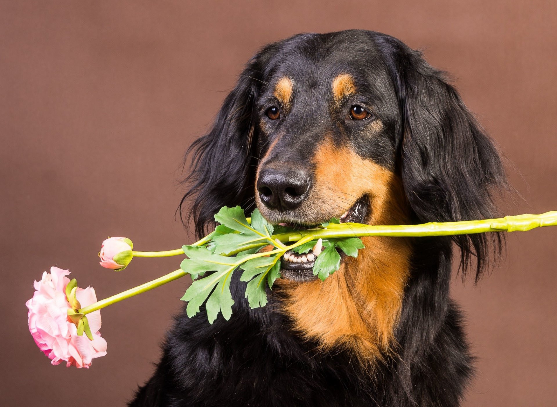 hund freund blume hintergrund