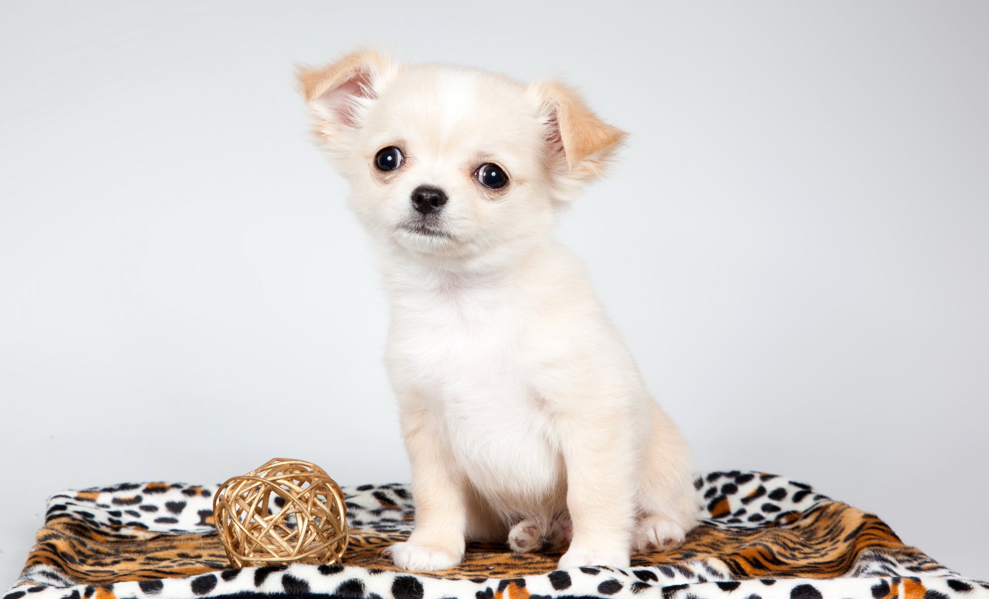 hund blick freund