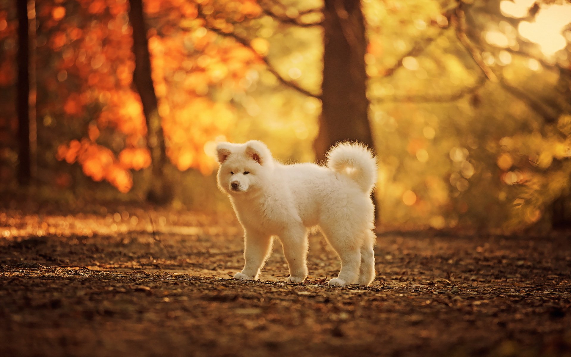 chien regard ami