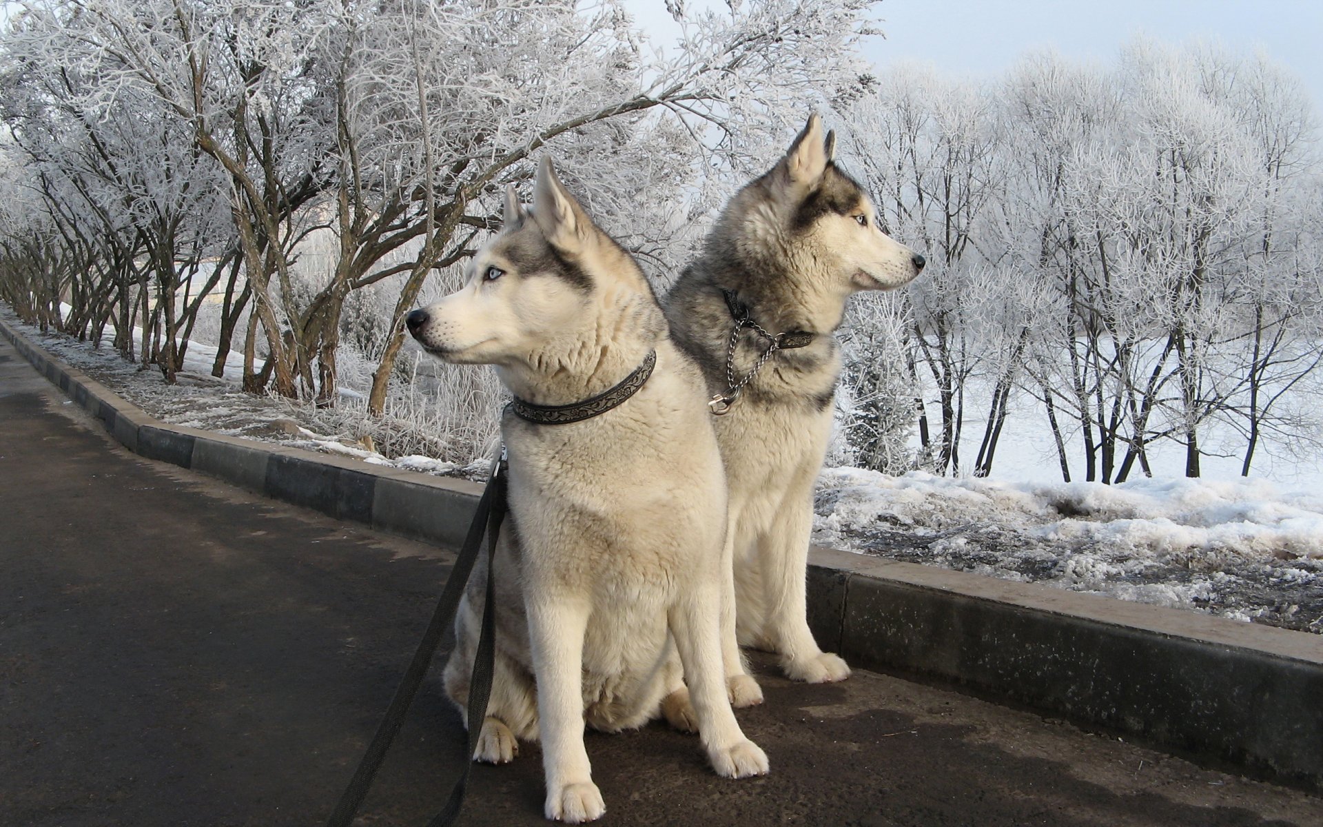 dogs walk road