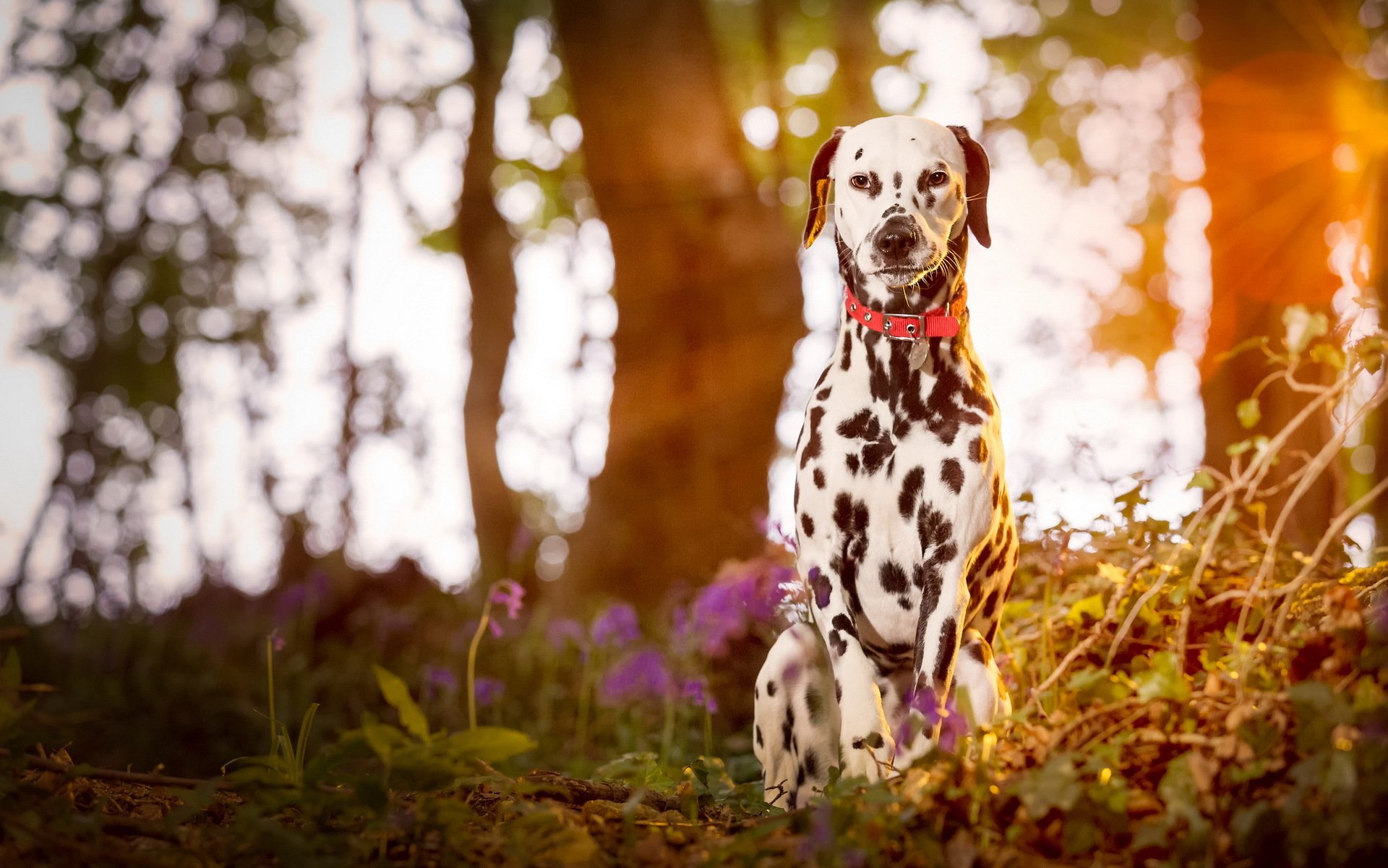 dalmatiner welpe hund baum