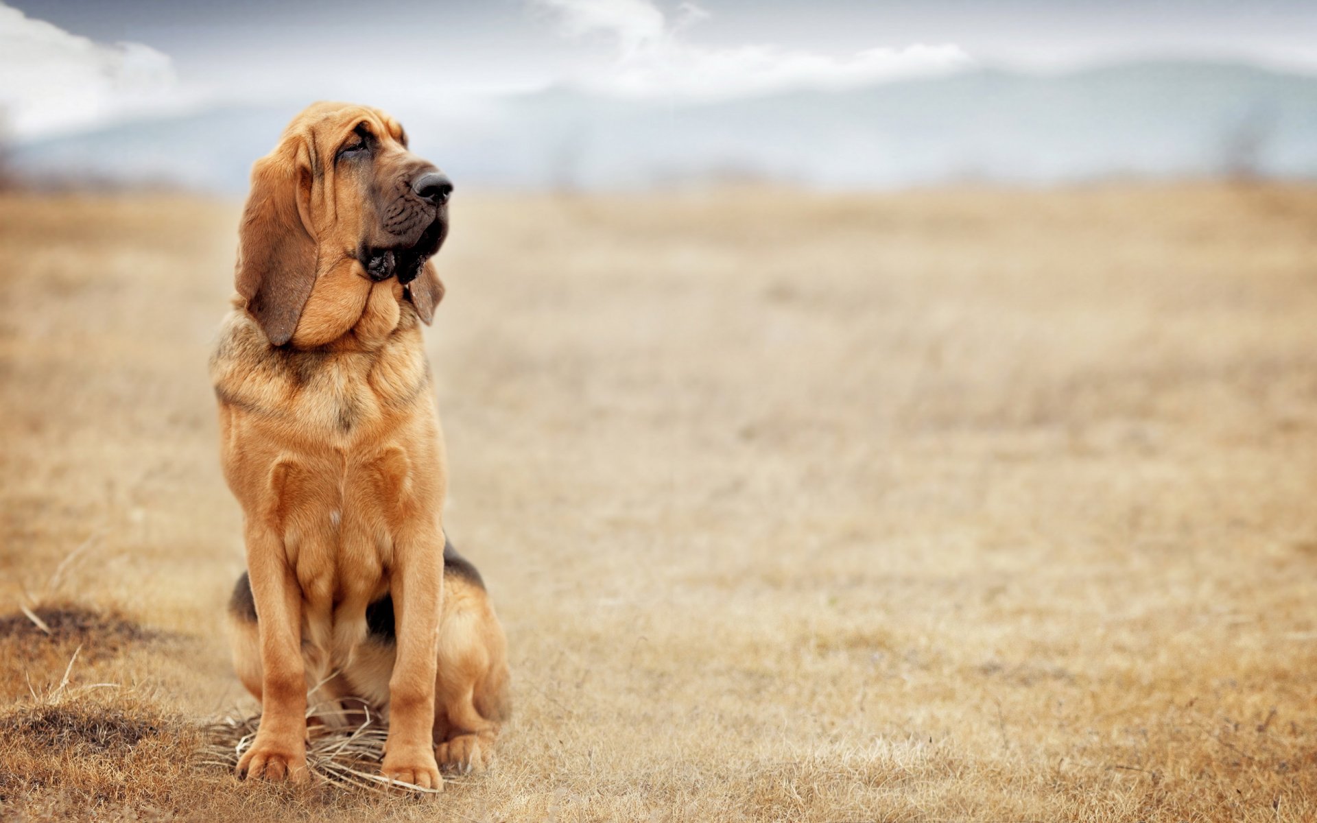 chien regard ami