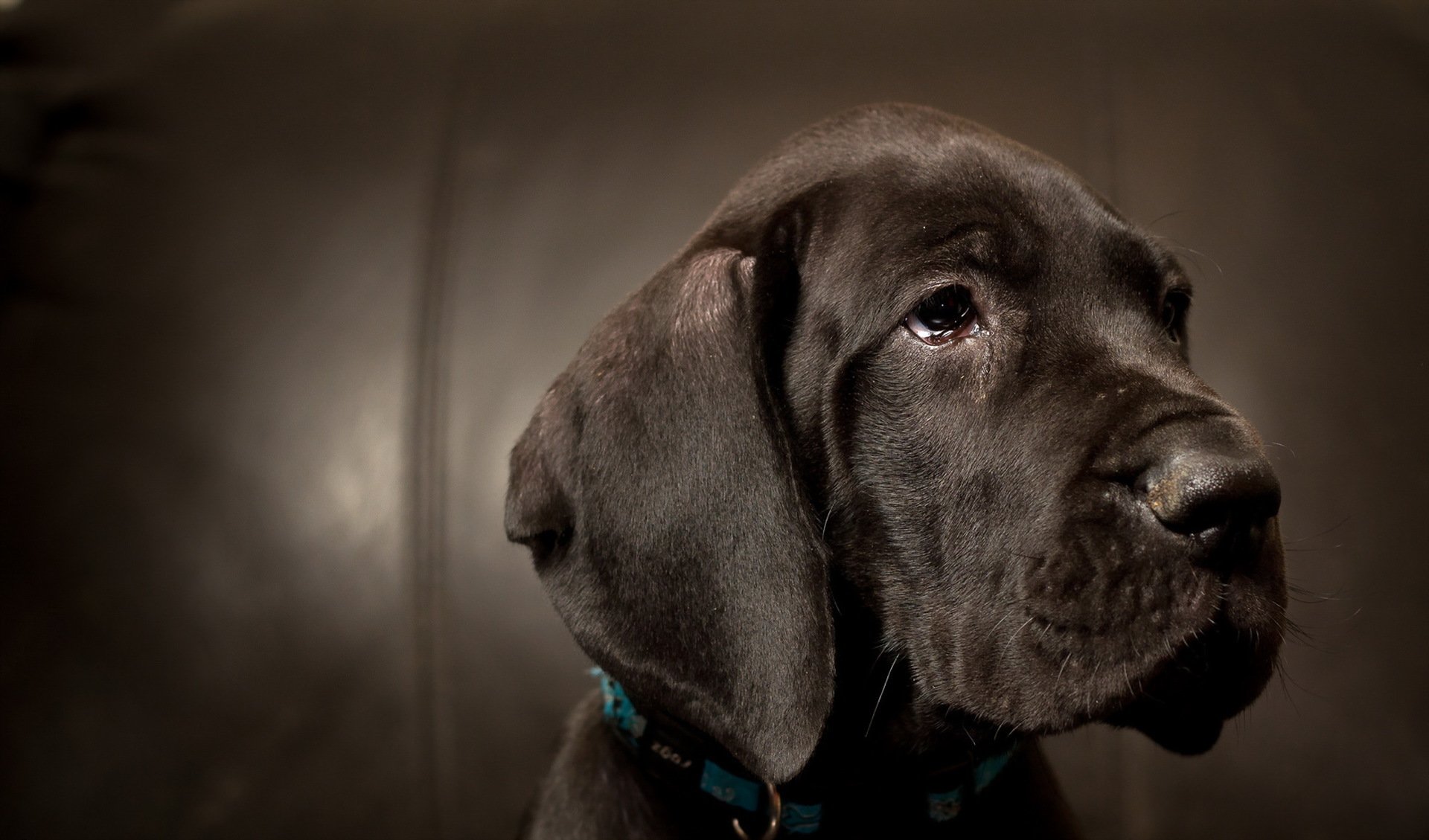 cane sguardo amico