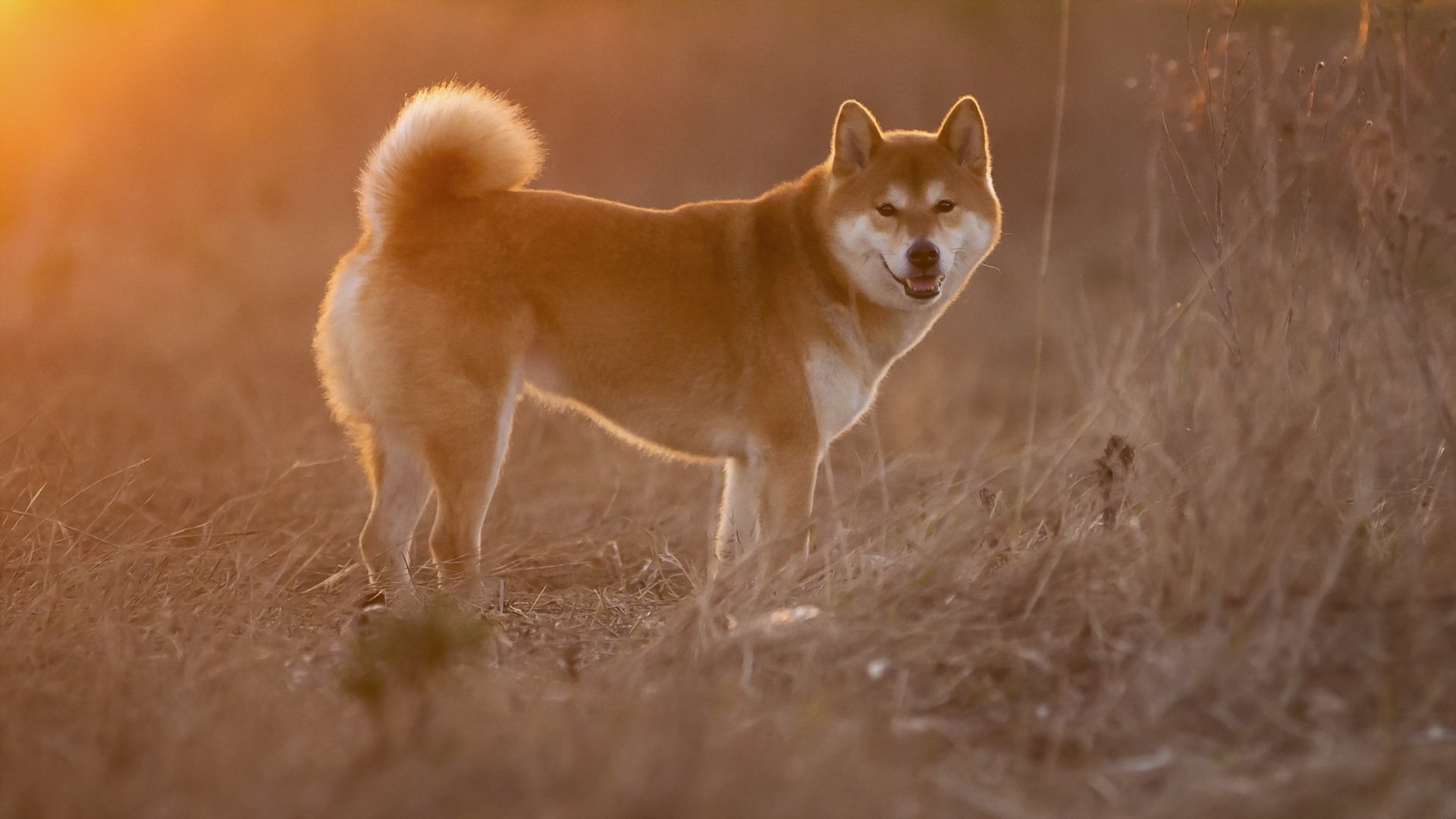 chien regard ami