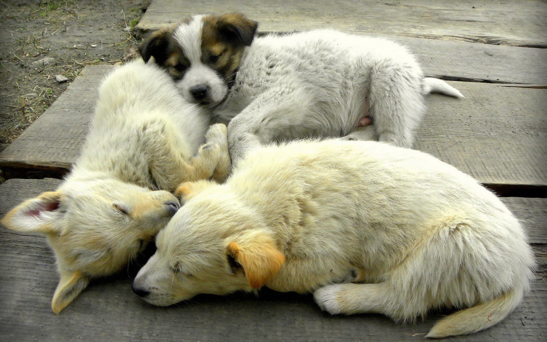 animals dogs puppie