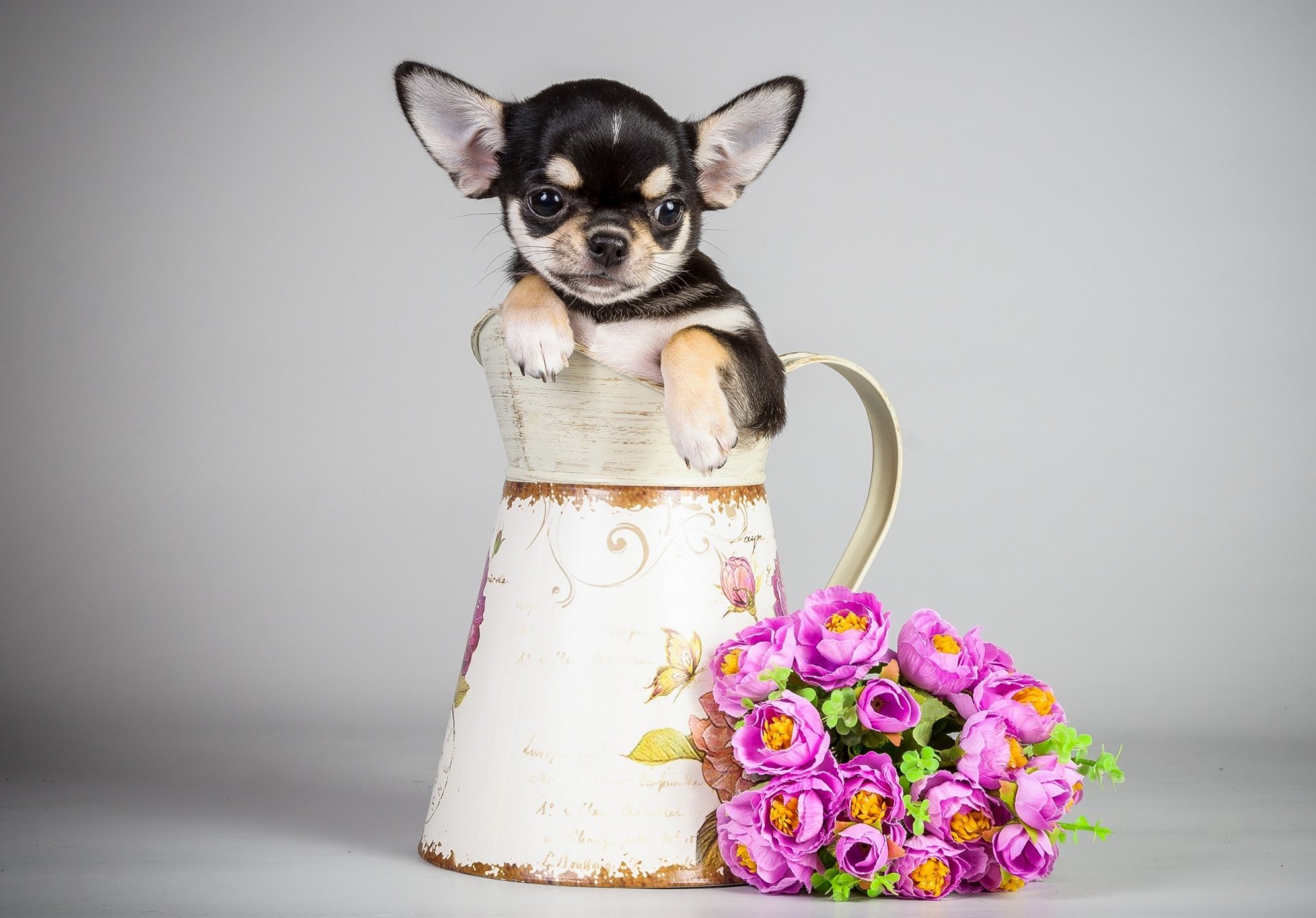 hund welpe krug blumen blumenstrauß