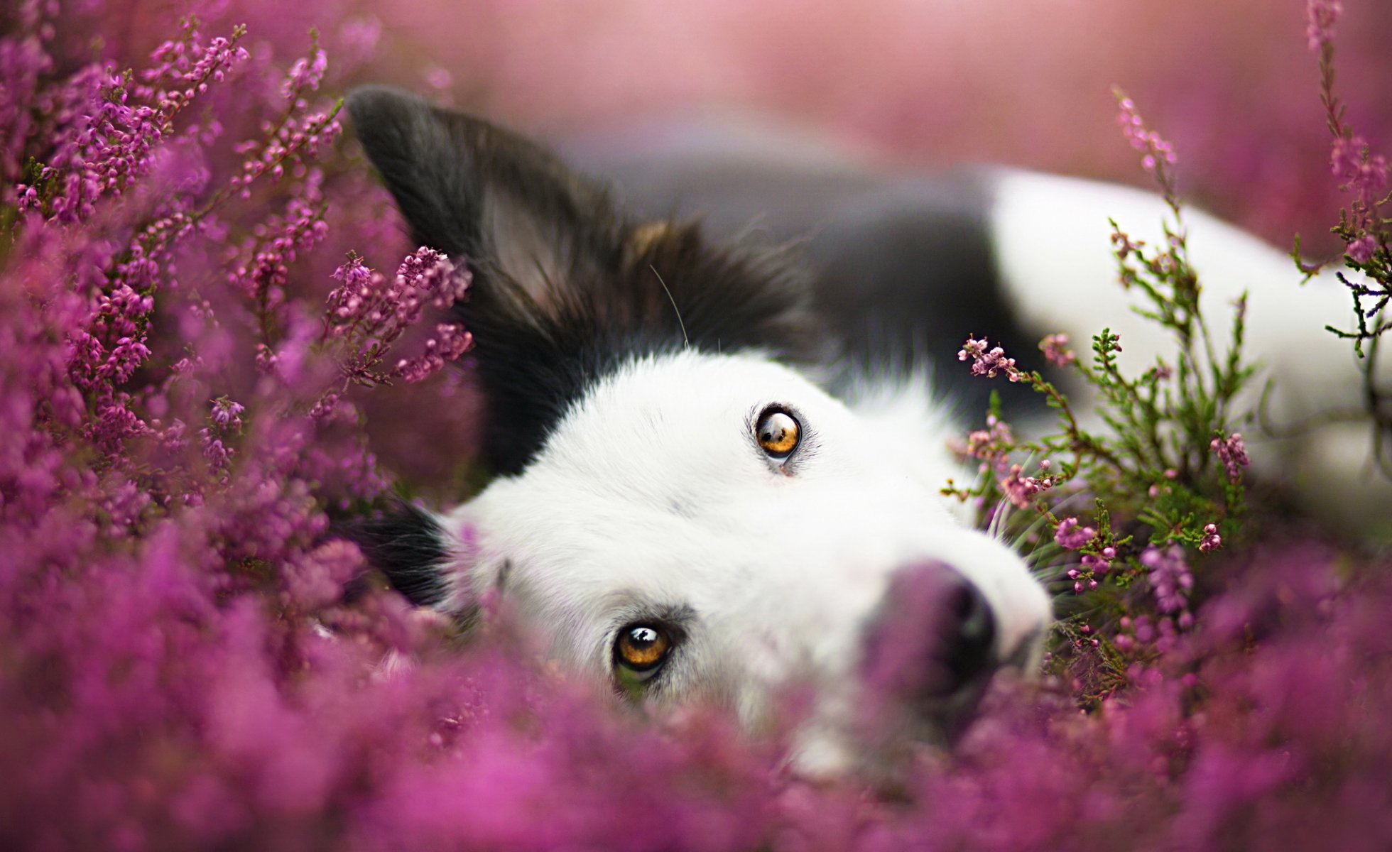 chien regard ami