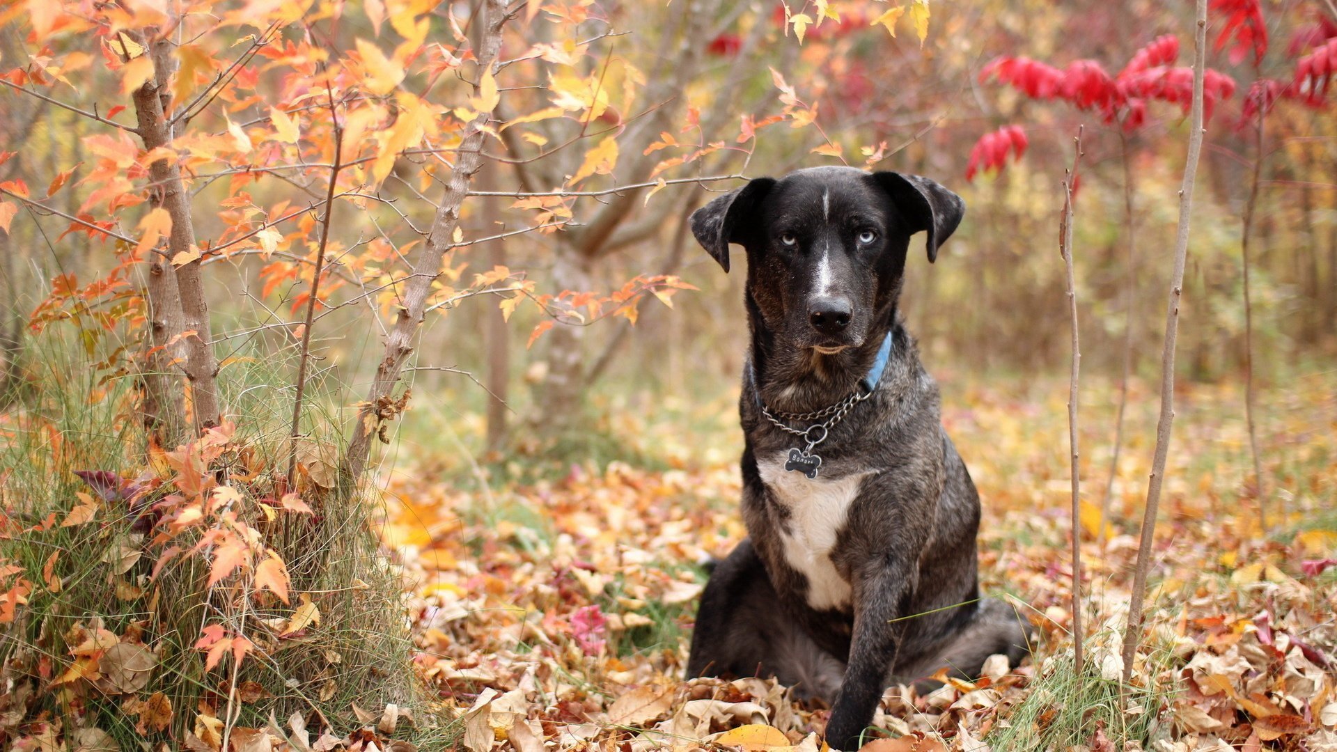 perro barbos cadena collar otoño bosque hierba multicolor follaje