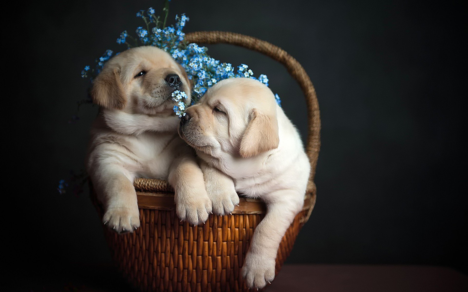 cuccioli cesto fiori sfondo