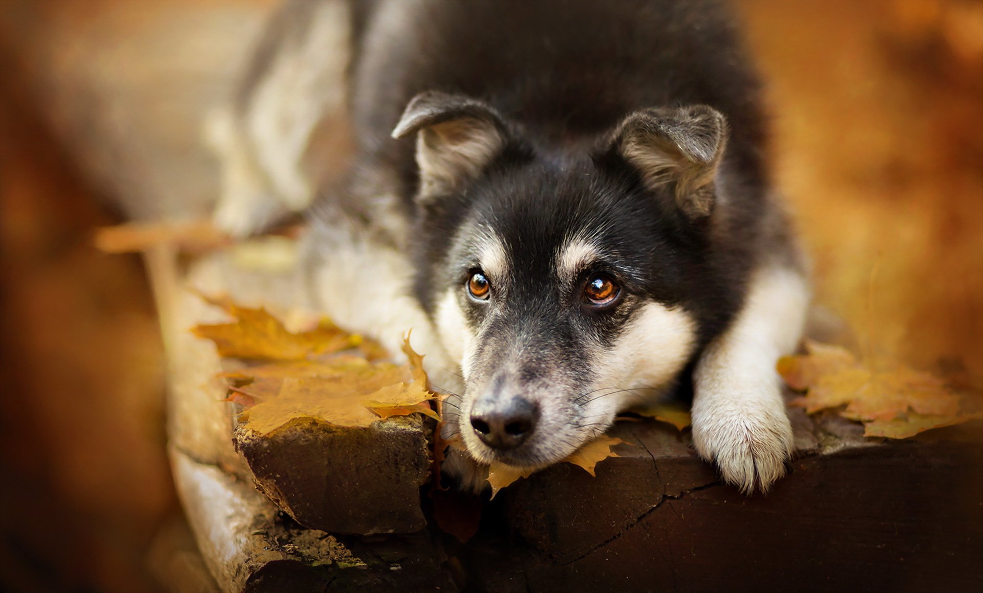 chien regard ami