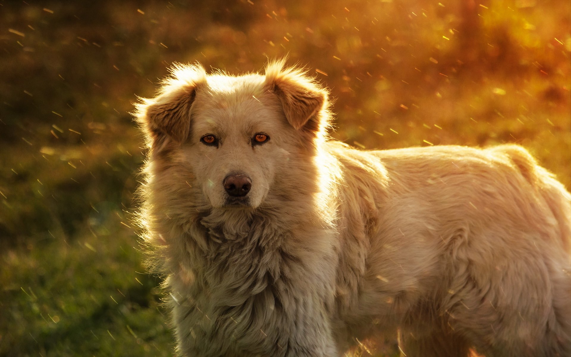 perro mirada amigo verano