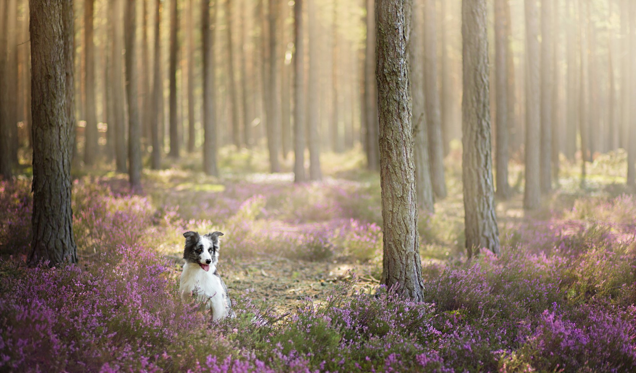 dog view other forest