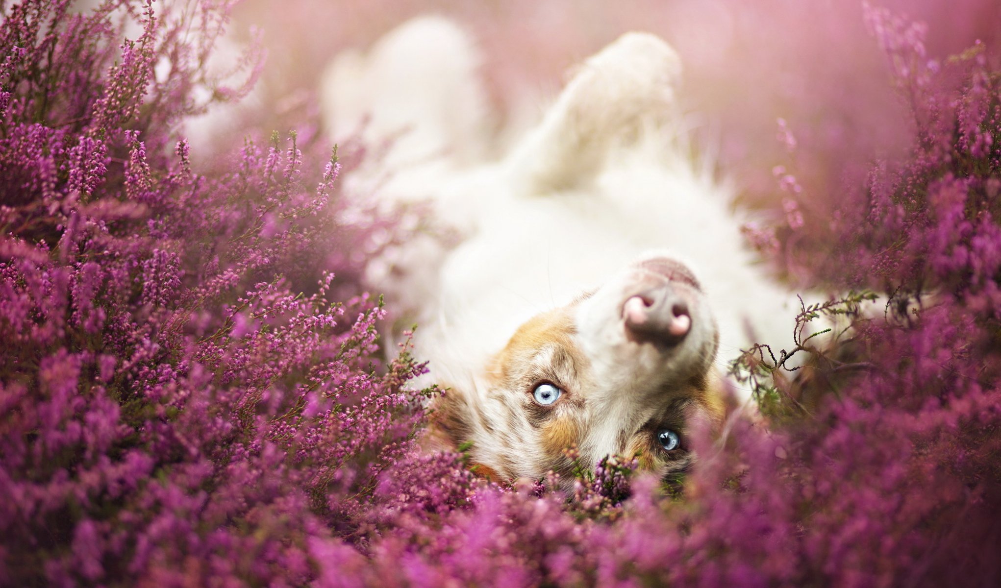 chien regard ami