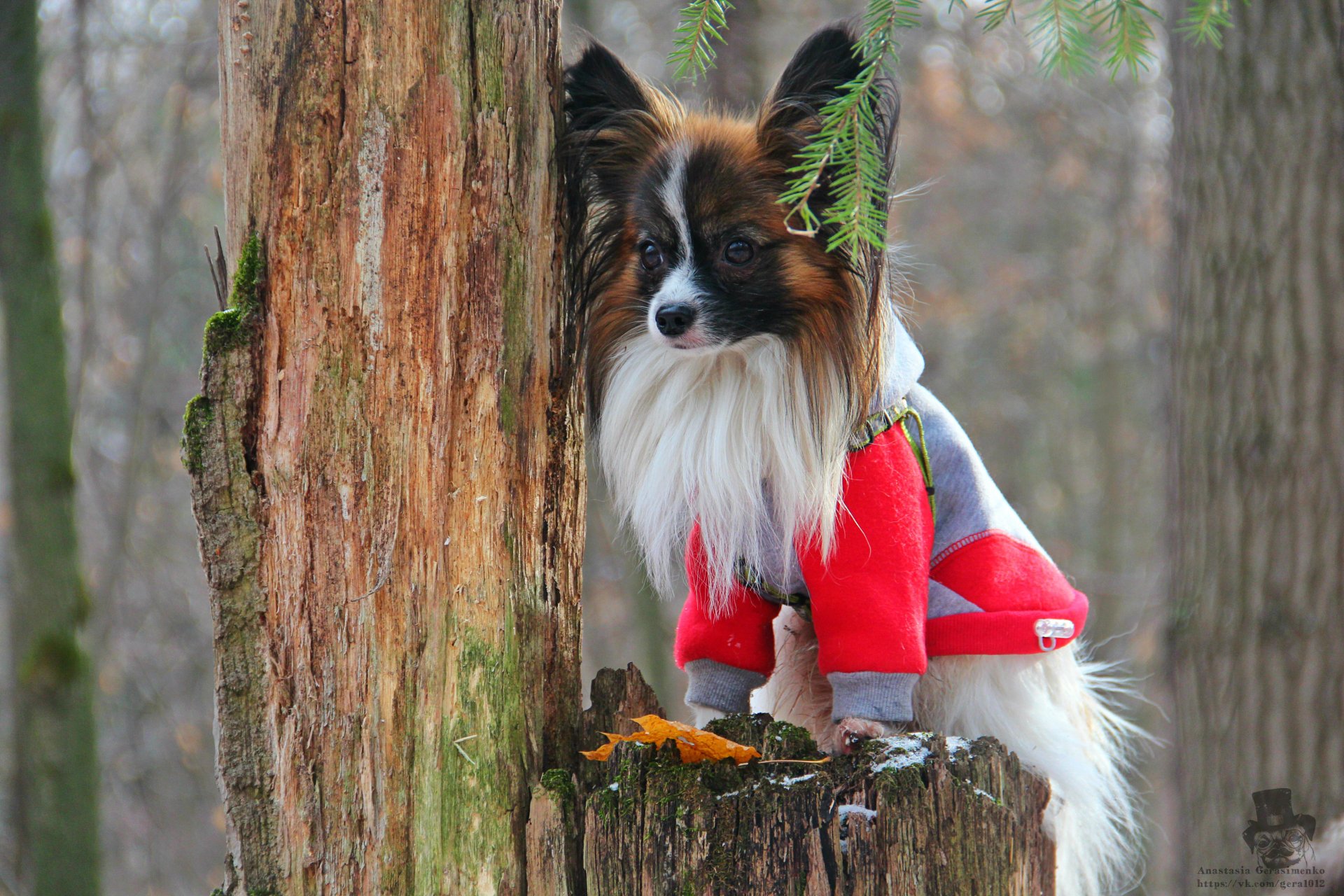 cutie perro papillon