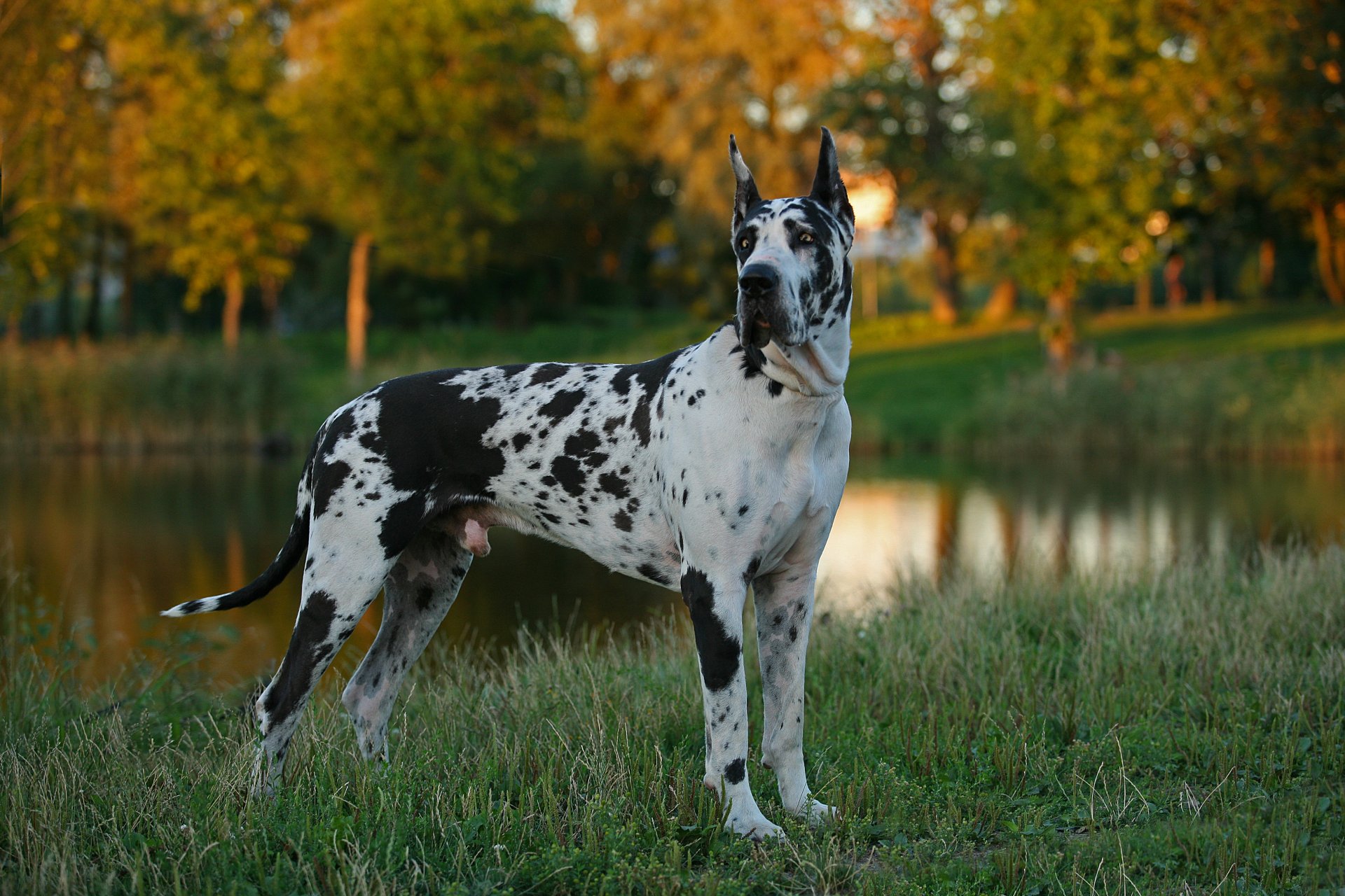 dog german great dane gra
