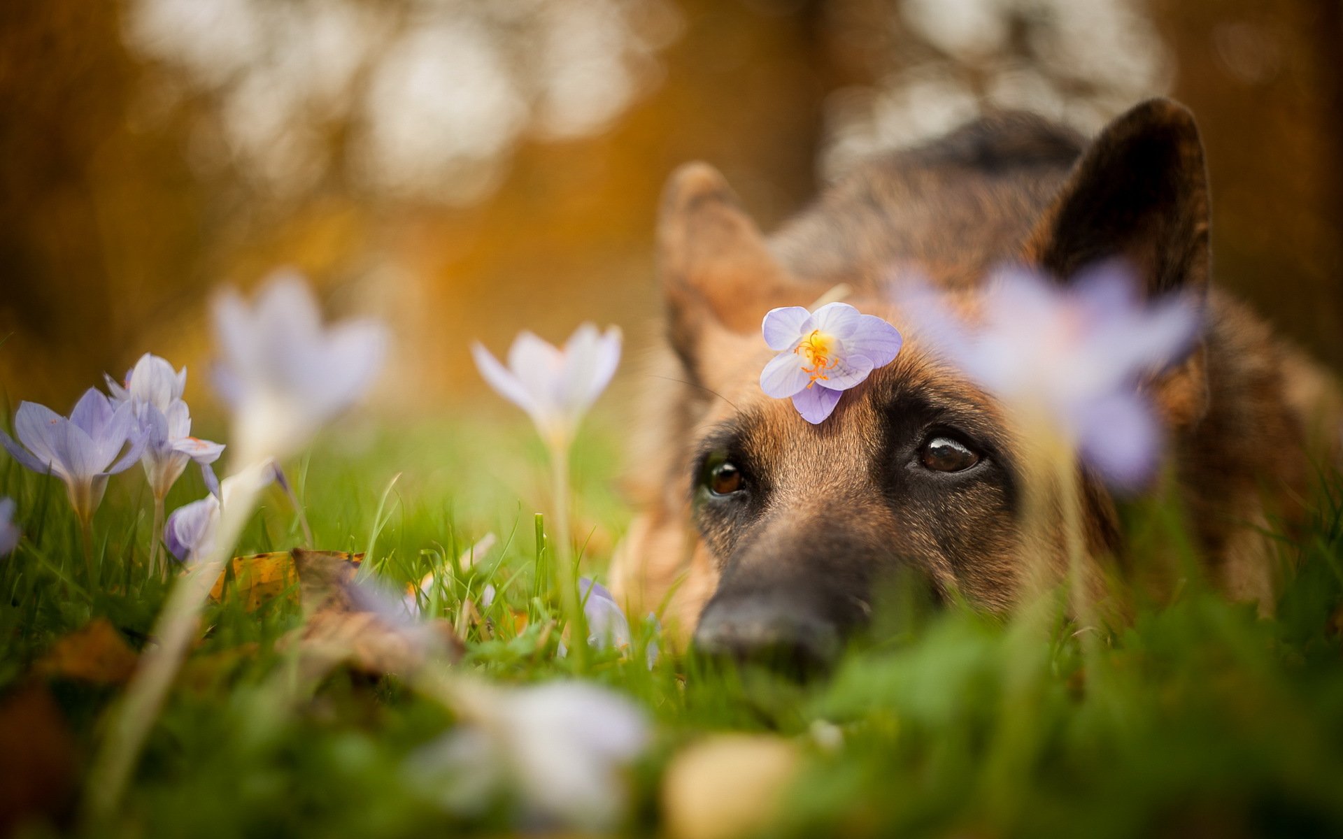 chien vue ami fleurs