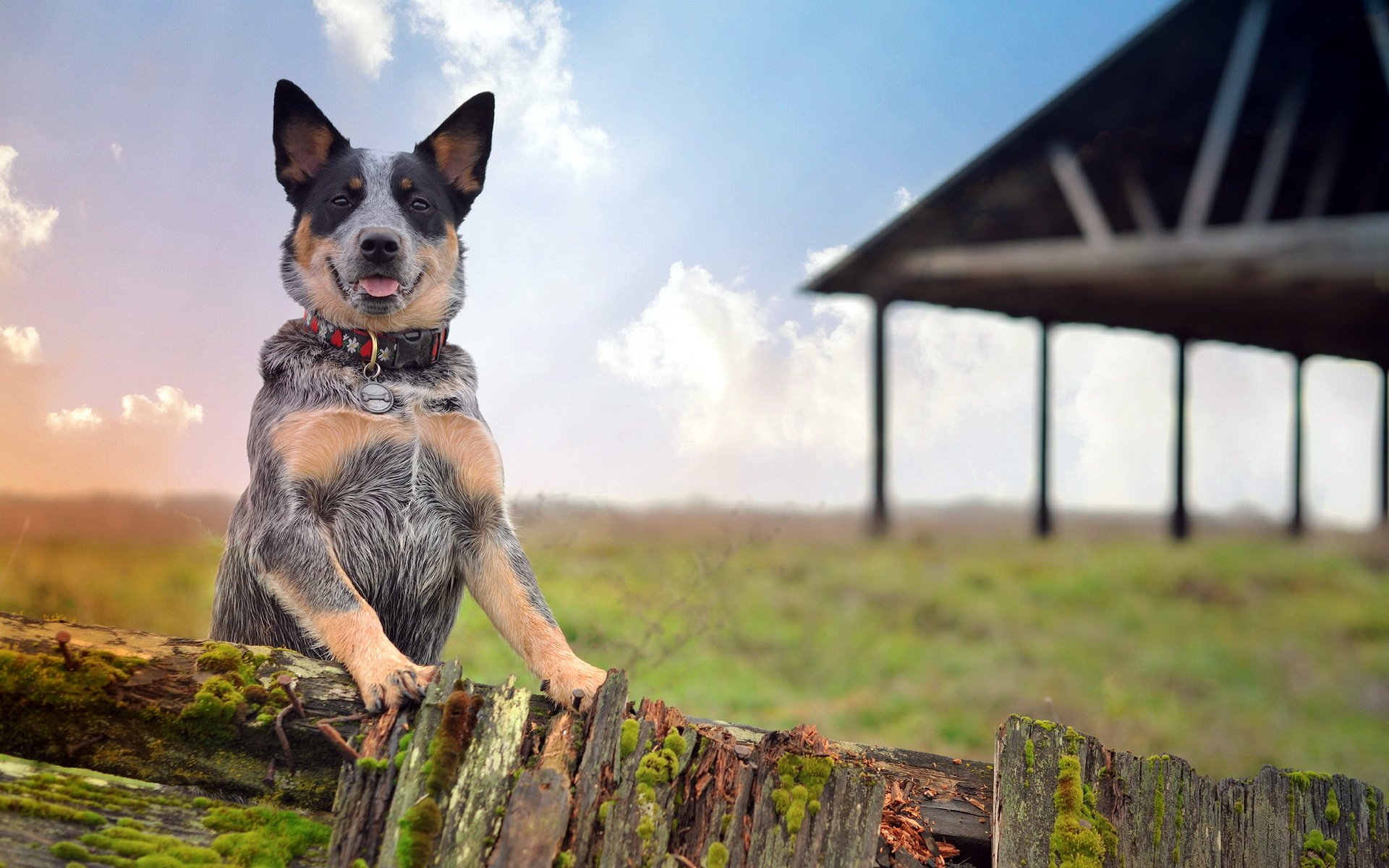 dog view other