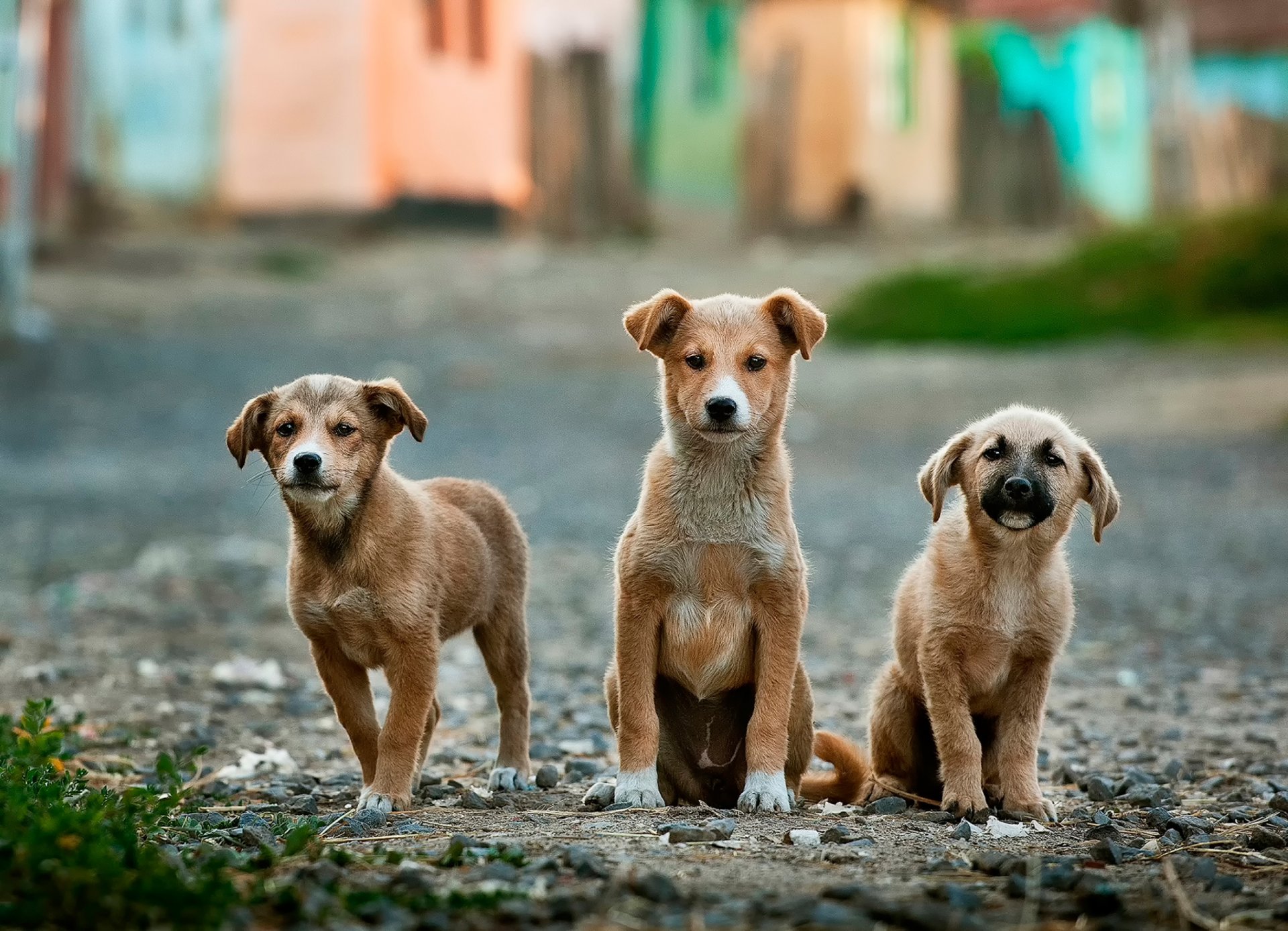 three funny puppy