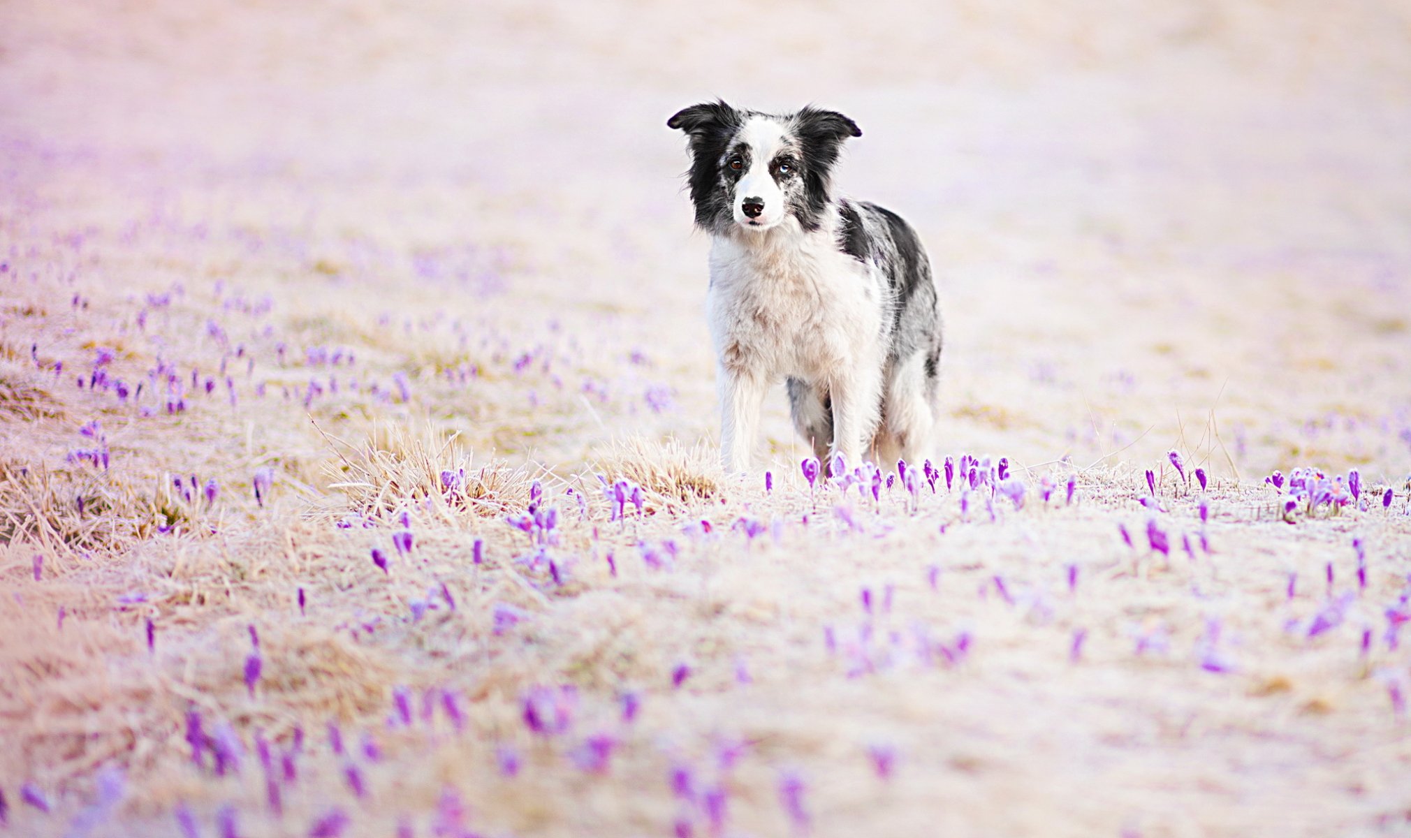 chien regard ami
