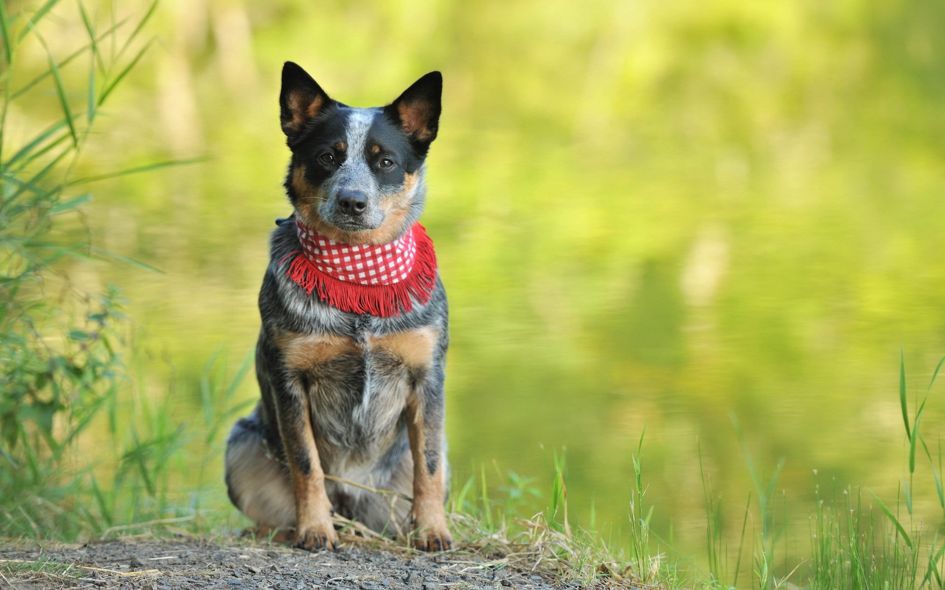 perro mirada amigo verano