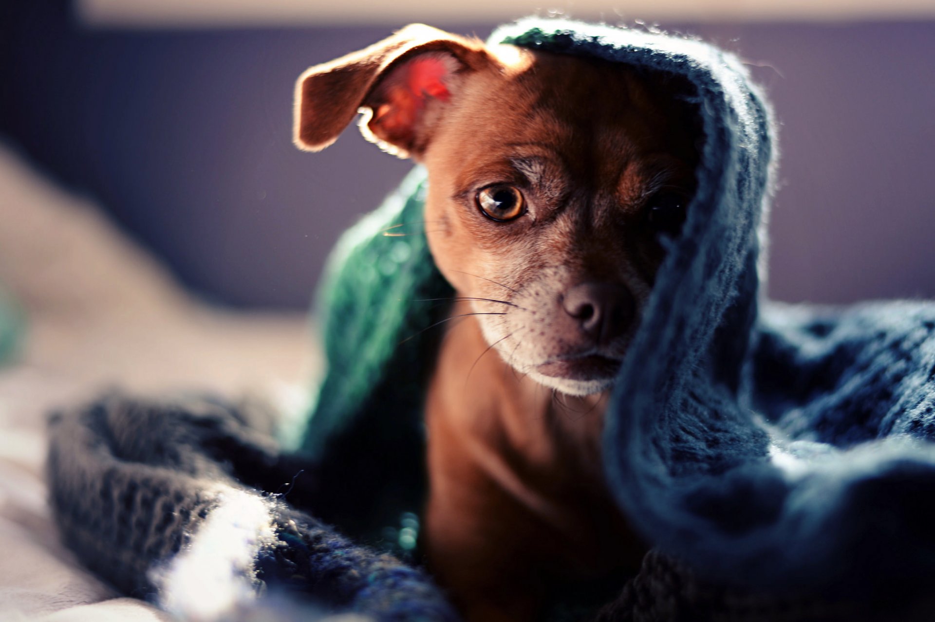 chien chiot regard plaid