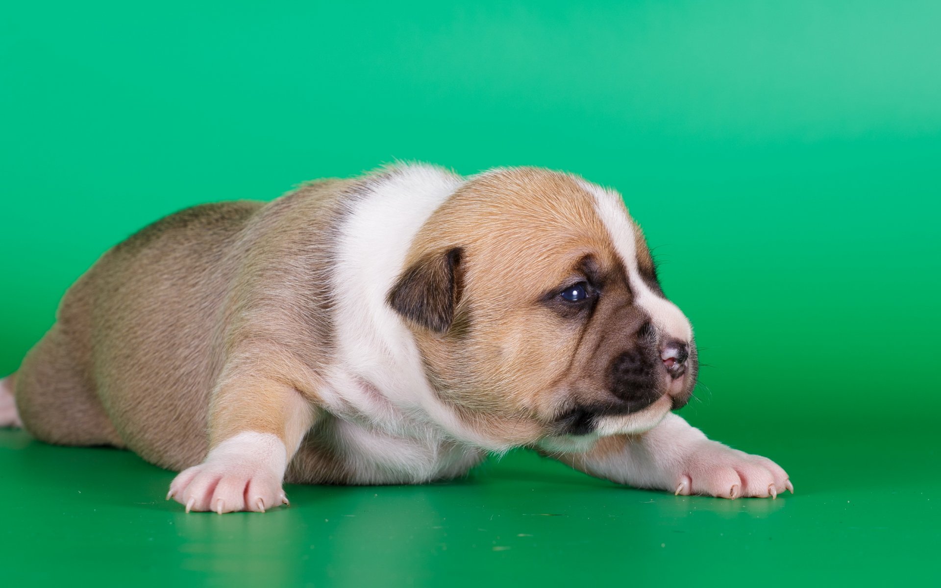 hund welpe amstaff