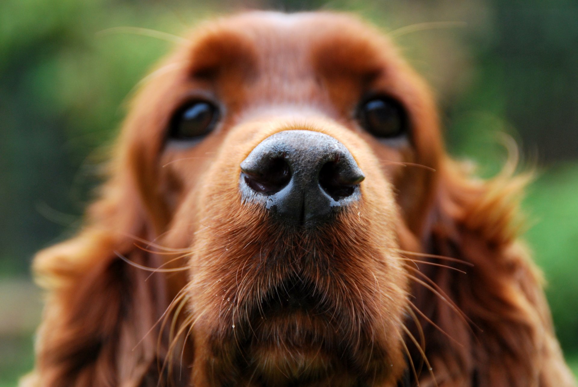 pies cocker spaniel przyjaciel pysk nos sierść patrzy makro
