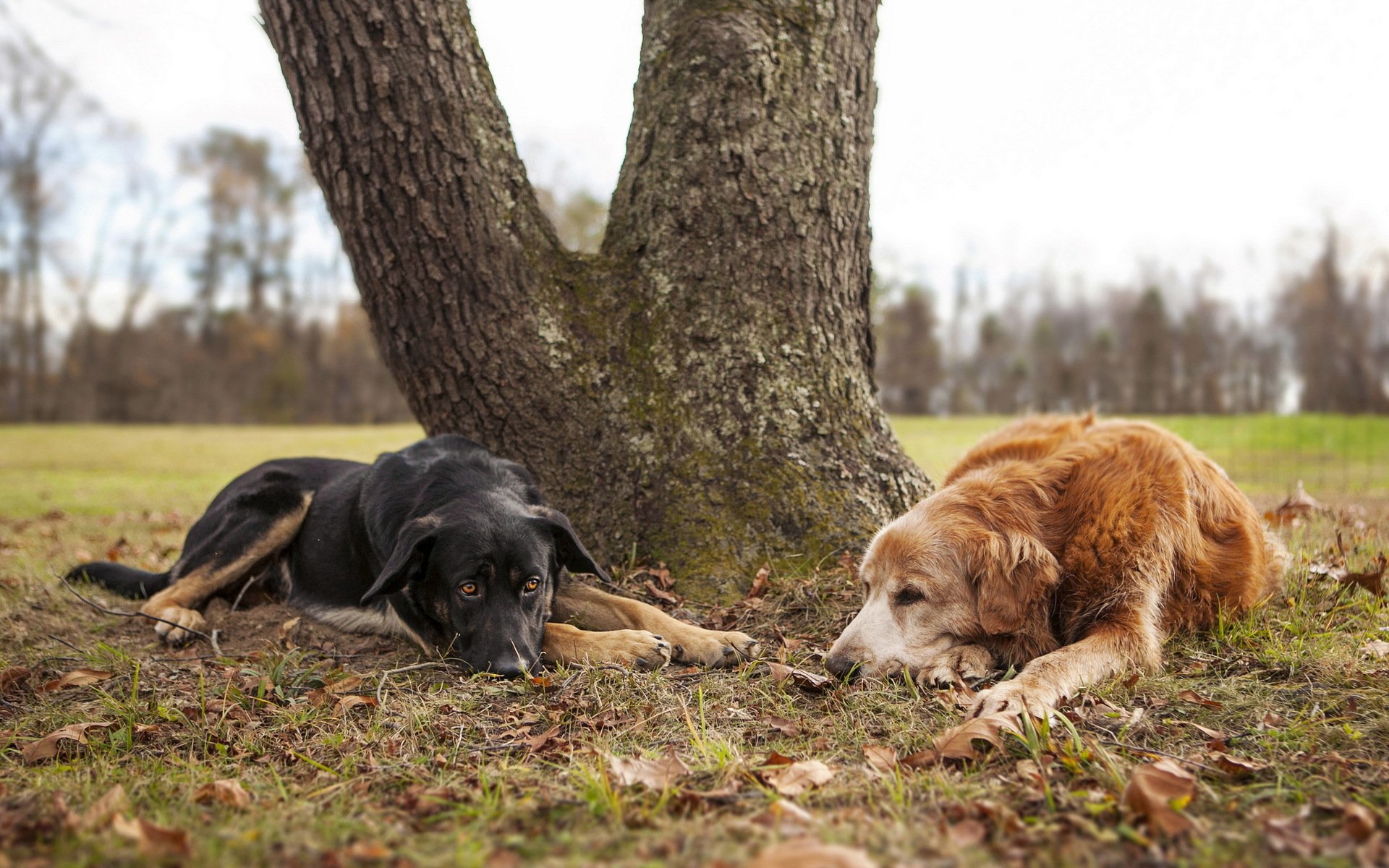 chiens nature amis