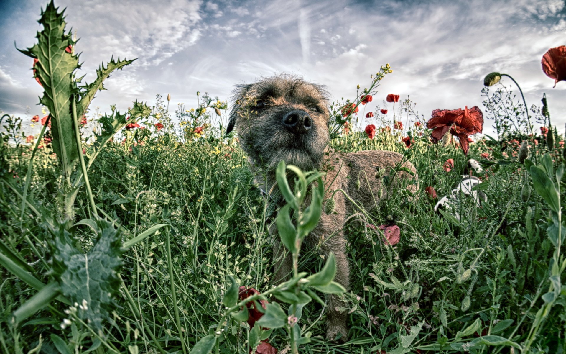 perro campo amapolas
