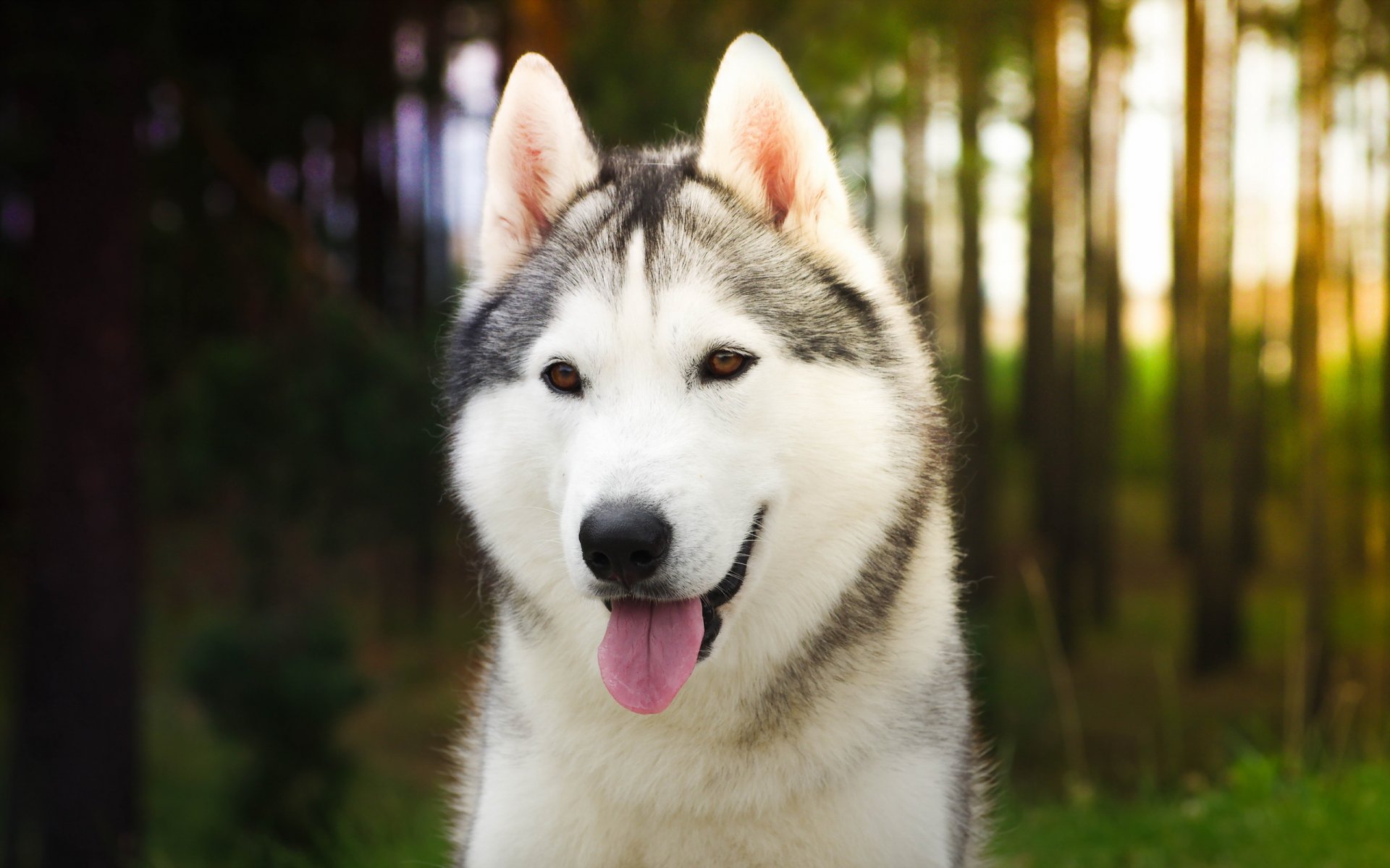 chien regard ami