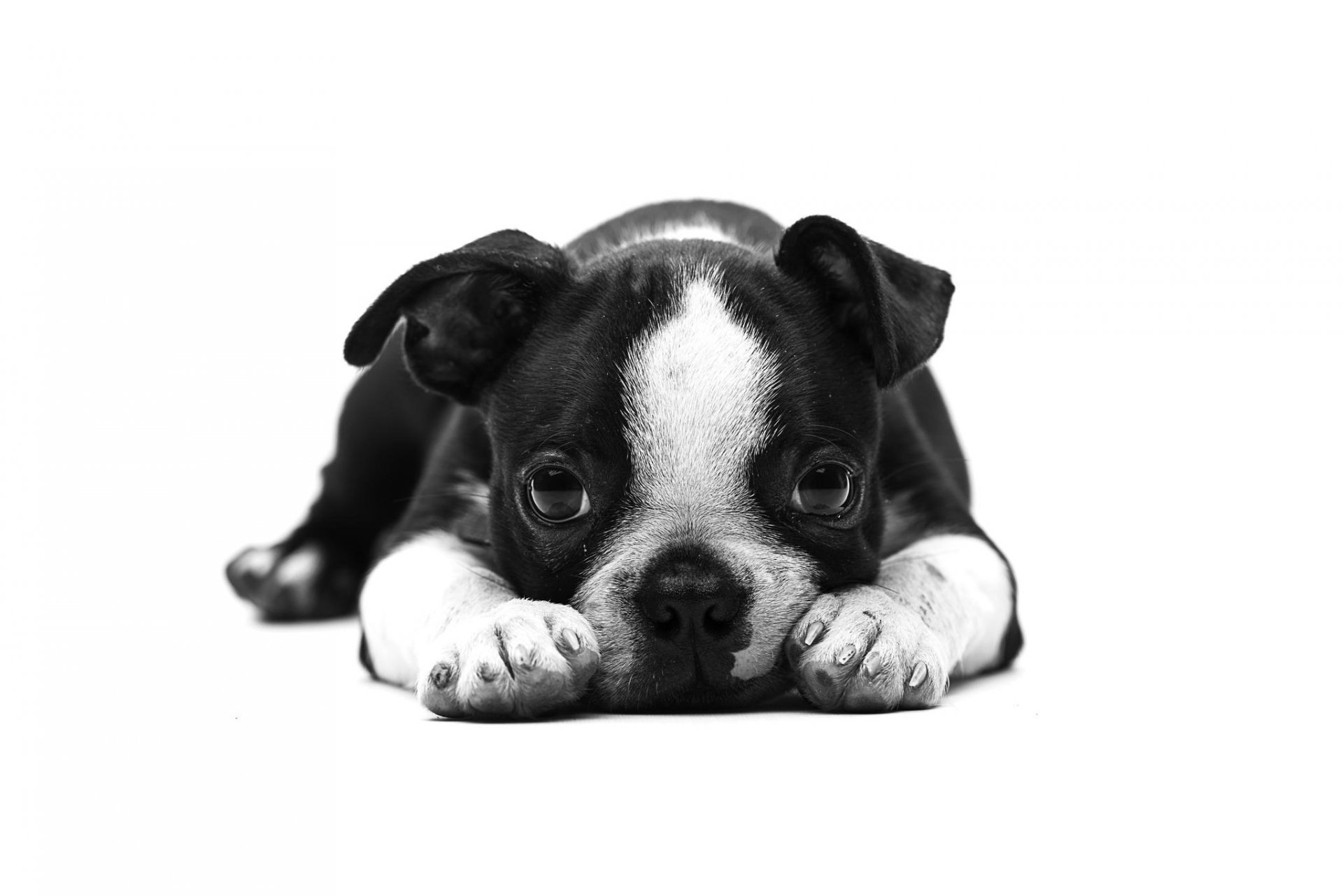 cane cucciolo bulldog inglese amico sguardo