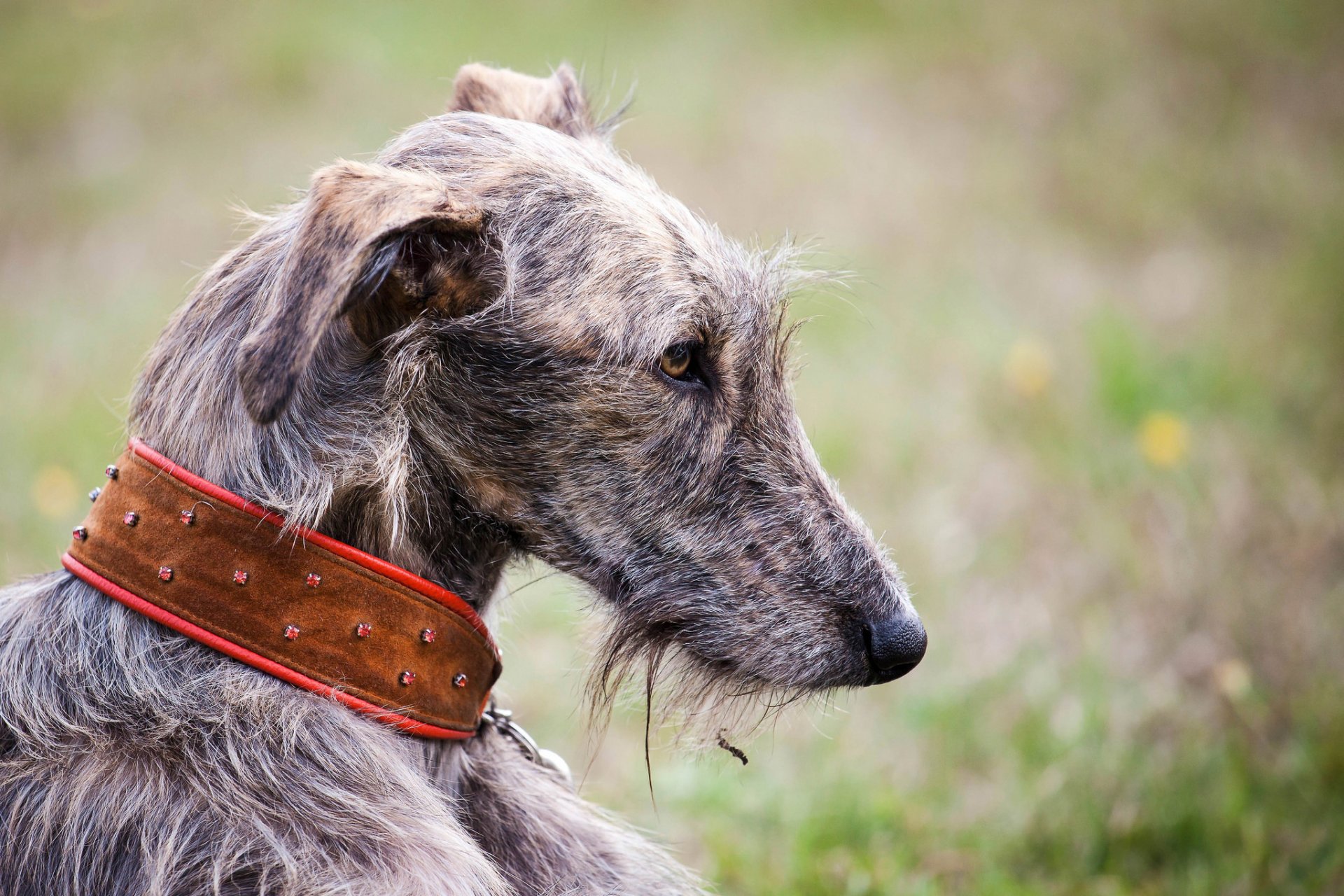 other necklace section dog