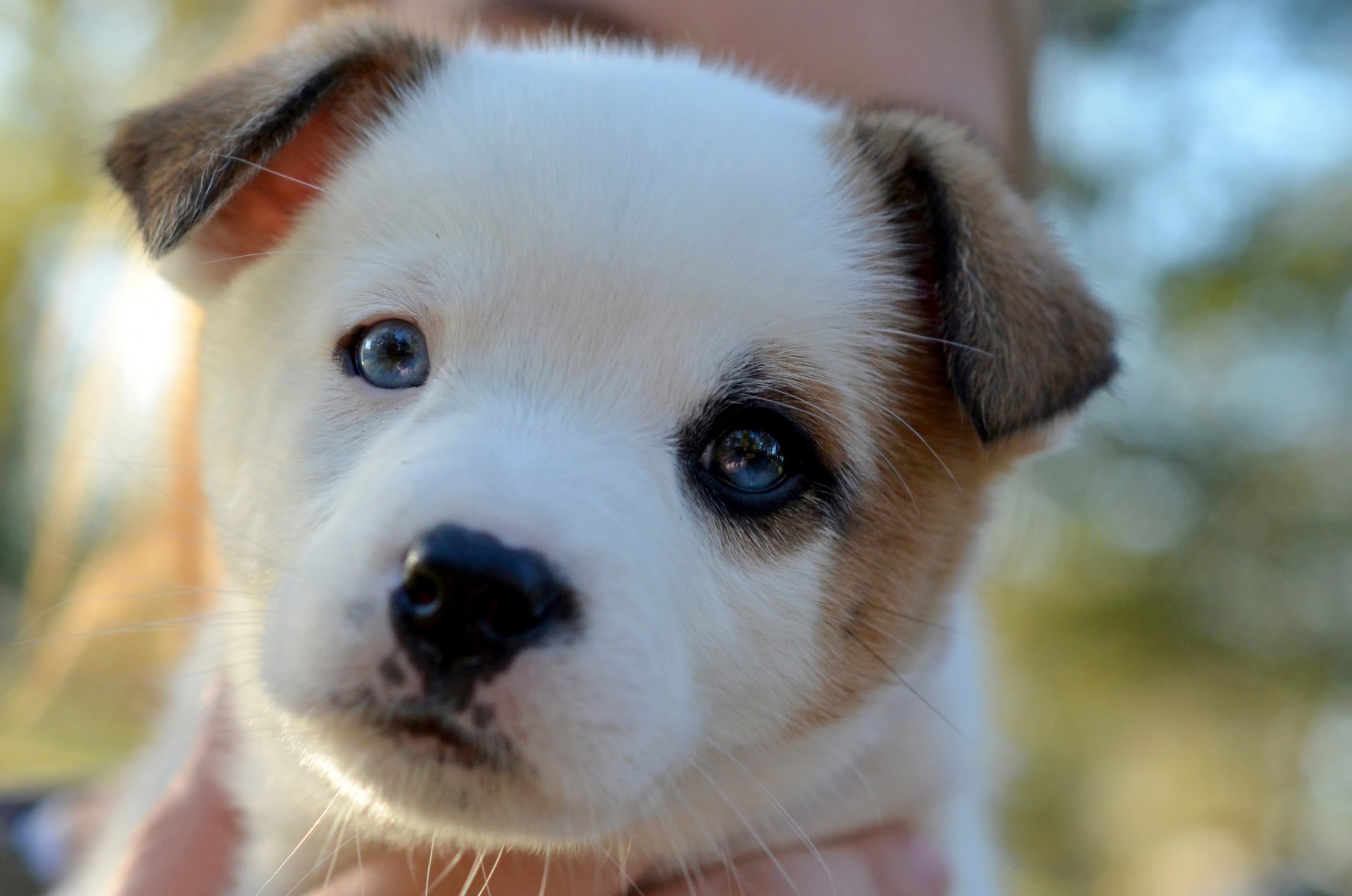 chiot museau regard