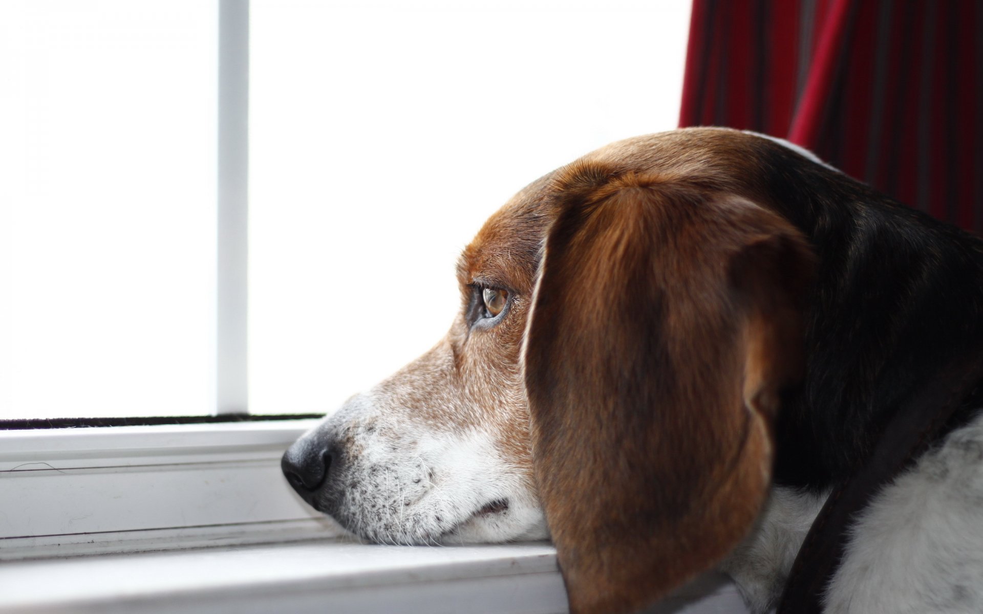 chien regard ami