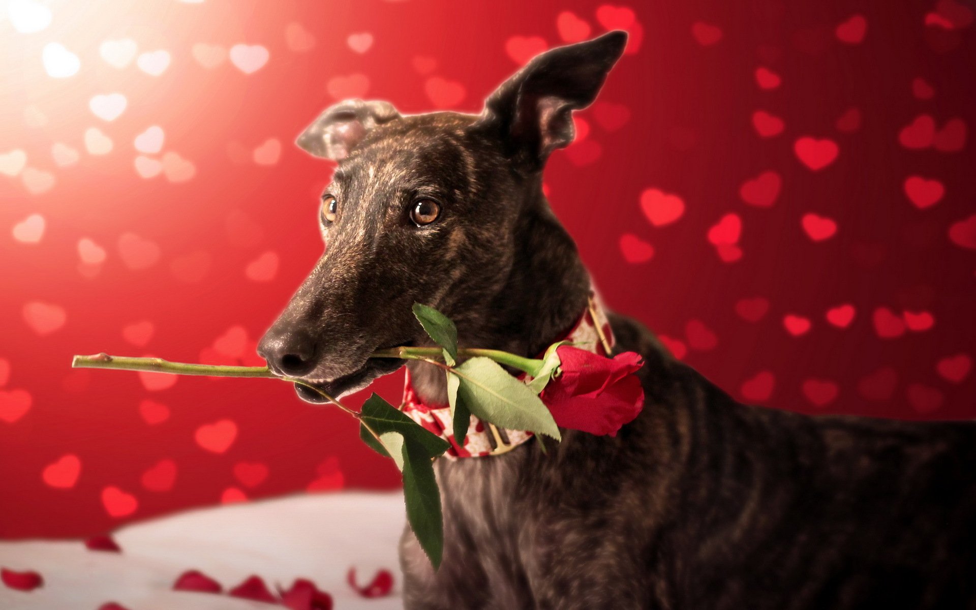 chien vue ami rose