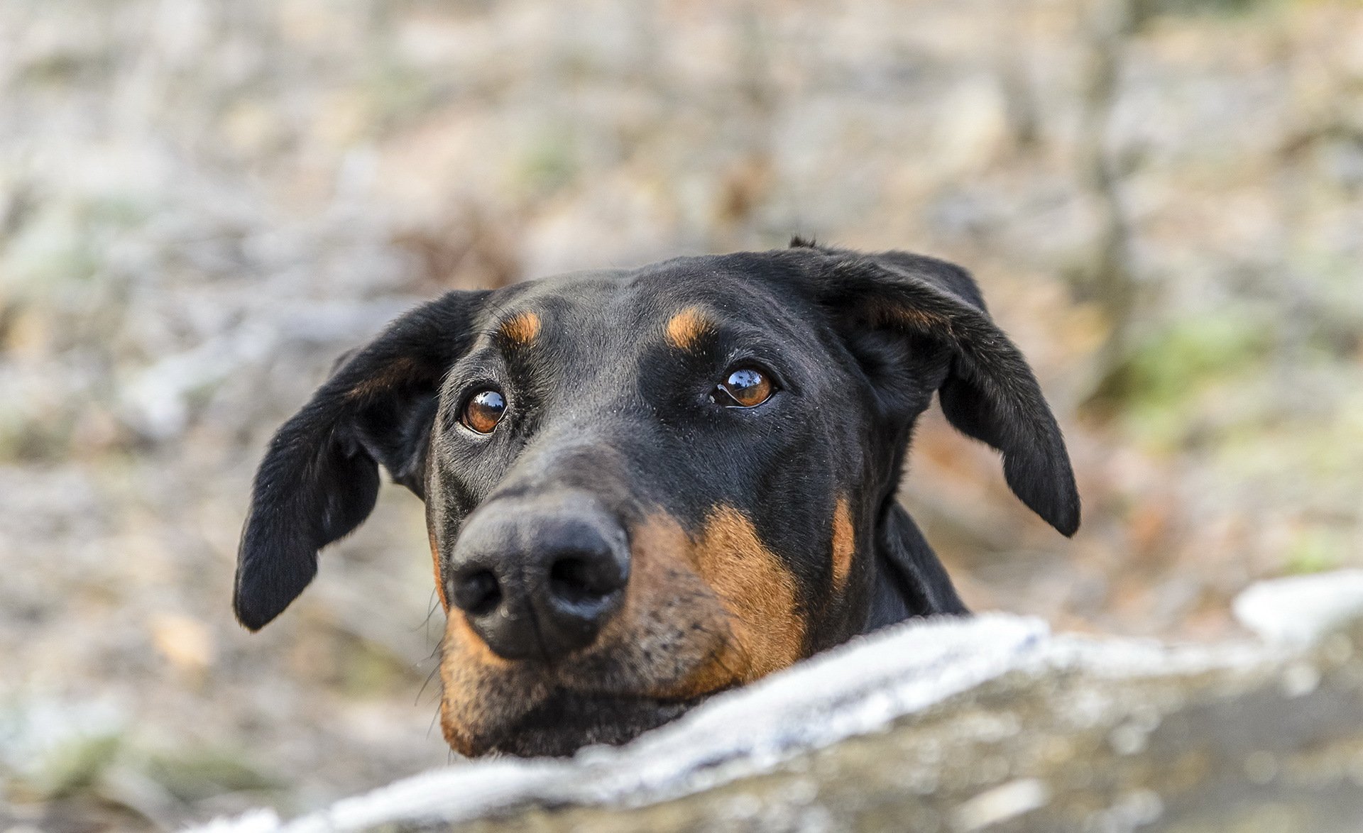 chien regard ami